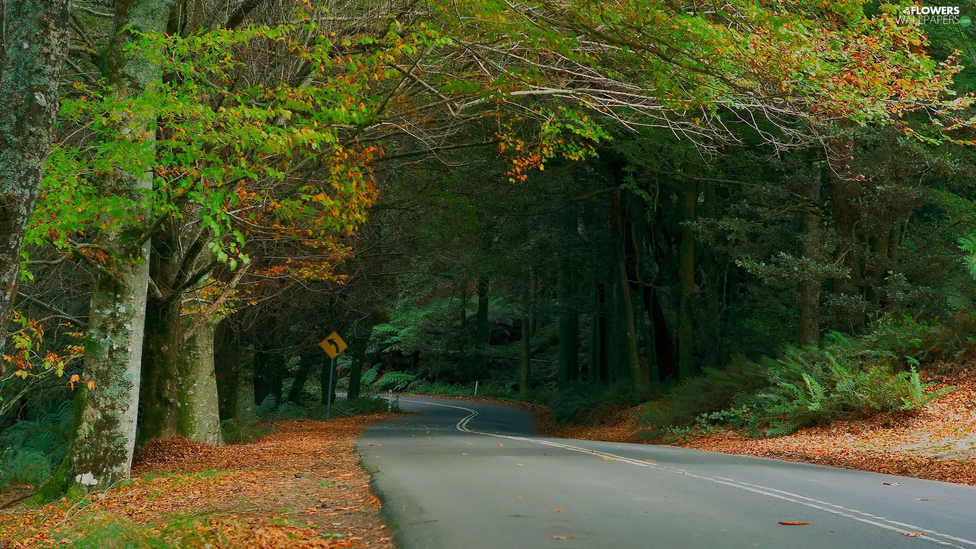 fern, autumn, forest, Leaf, Way