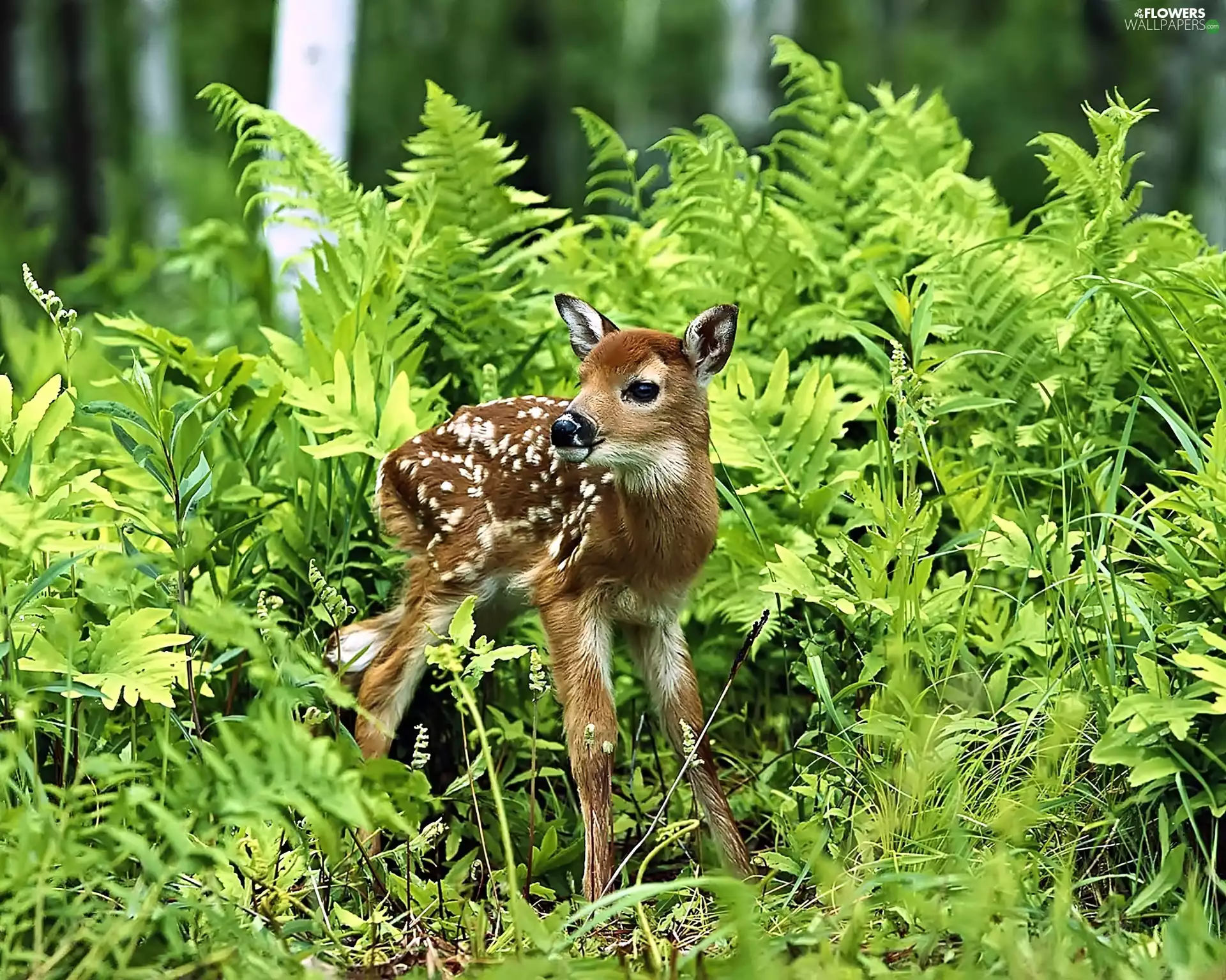 fern, forest, deer