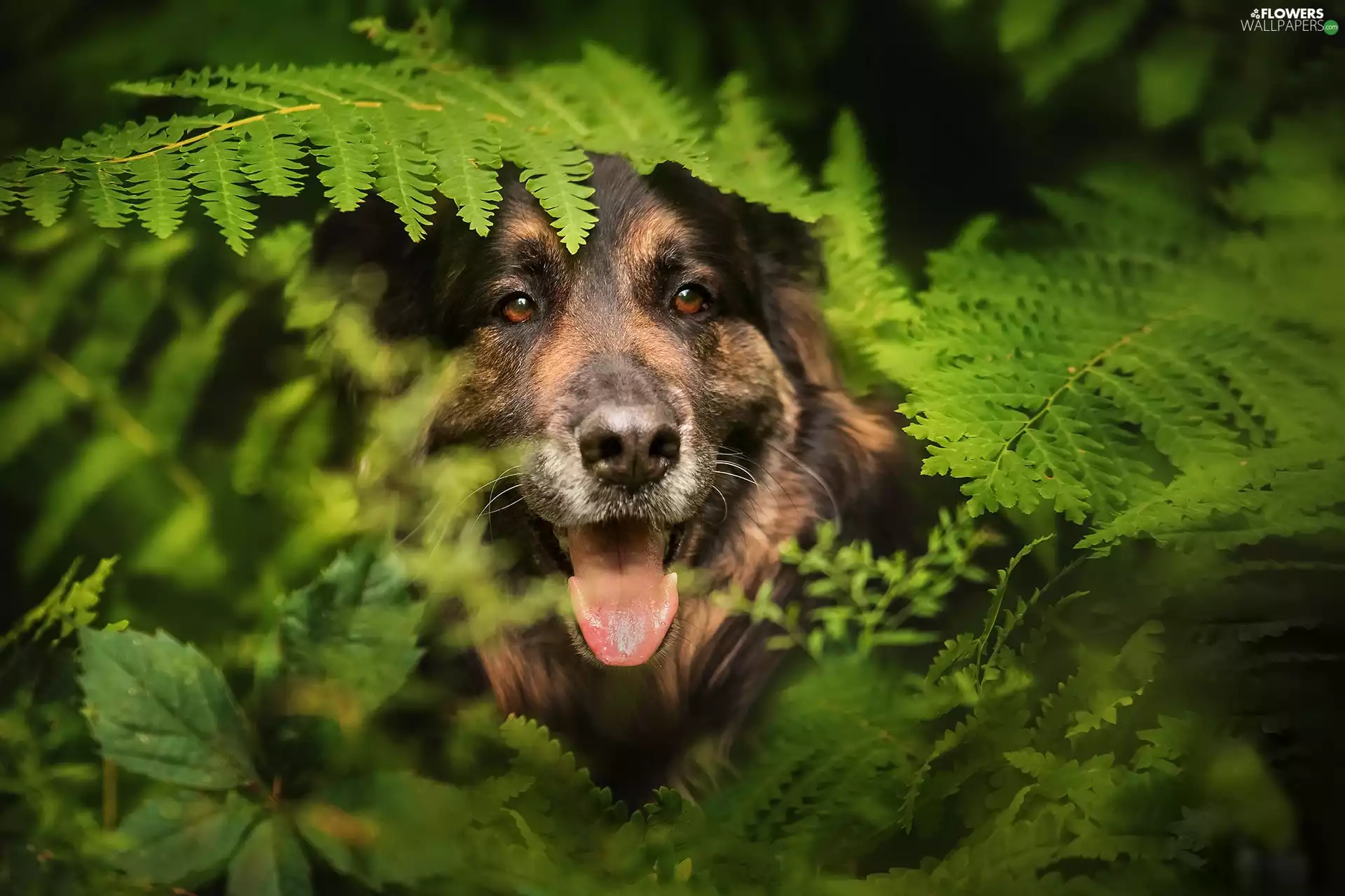 fern, muzzle, dog