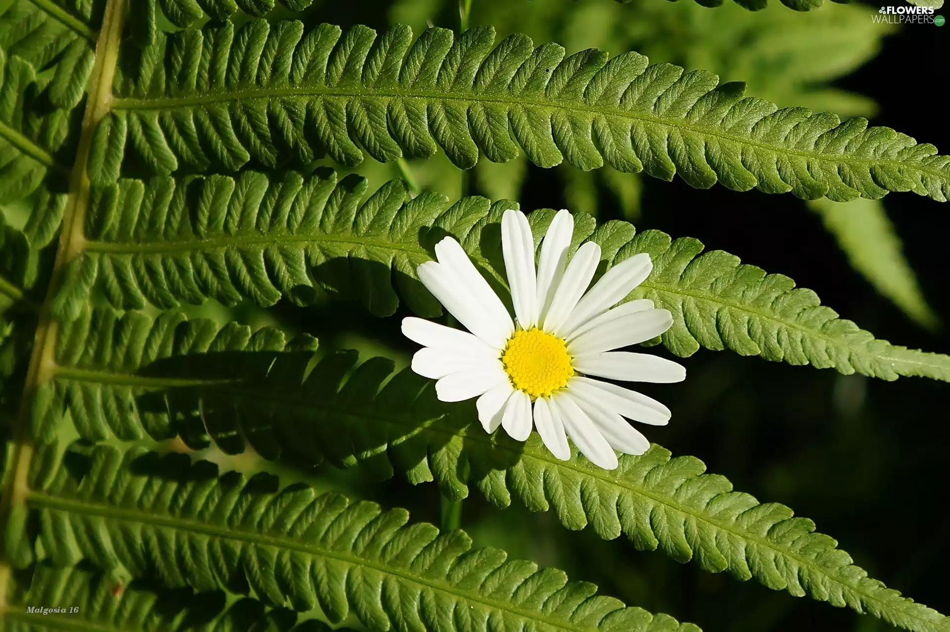 Colourfull Flowers, leaf, Fern, Daisy