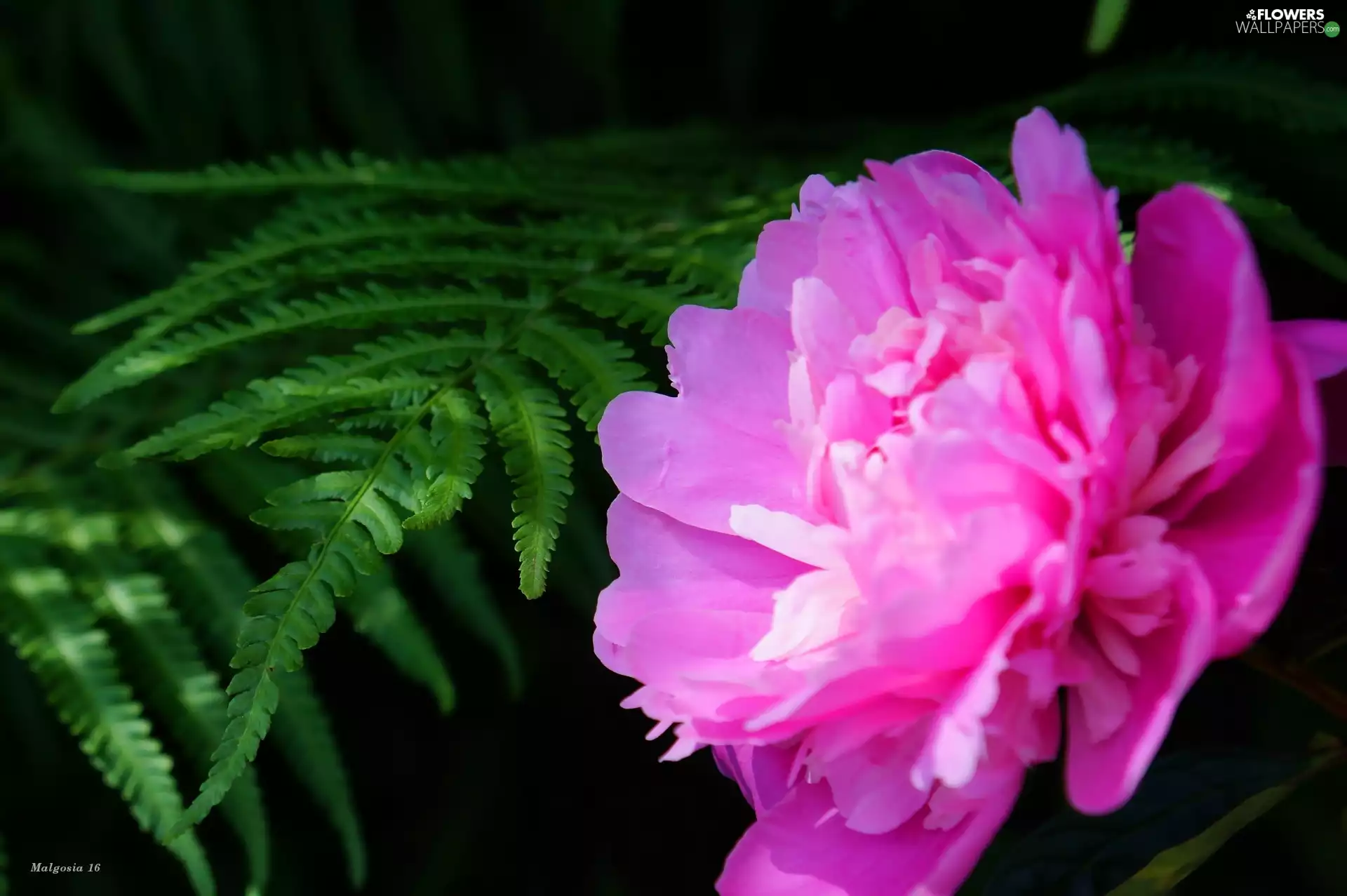 Colourfull Flowers, Leaf, Fern, peony