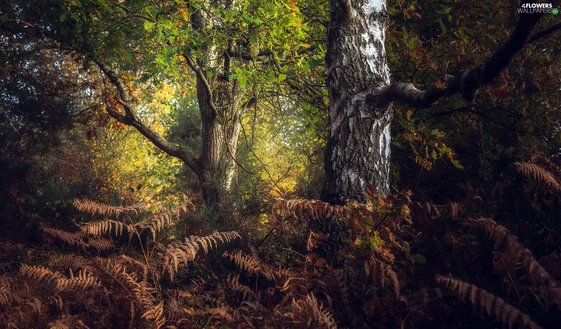 trees, autumn, Leaf, fern, viewes, forest