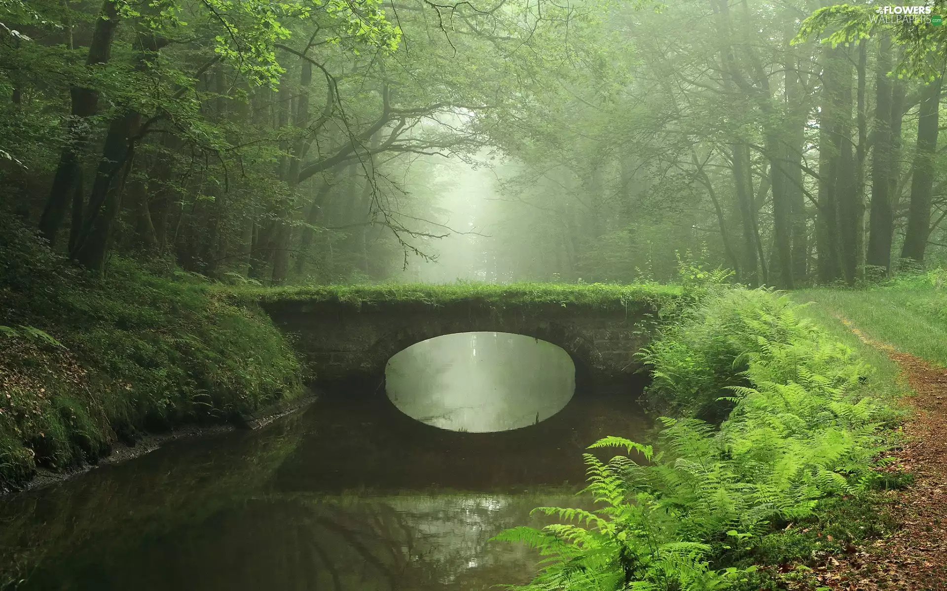 Fog, fern, forest, bridge, River