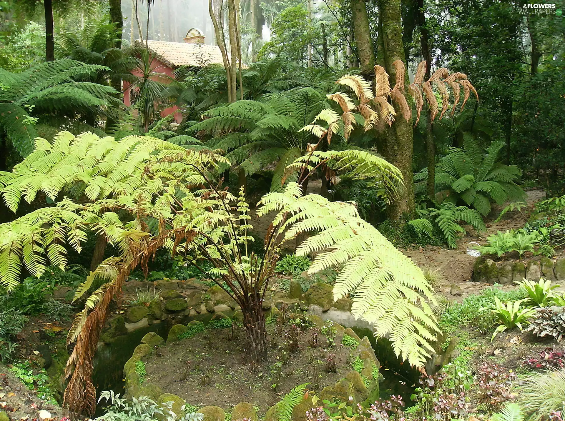 Garden, Sintra, Portugal, Fern