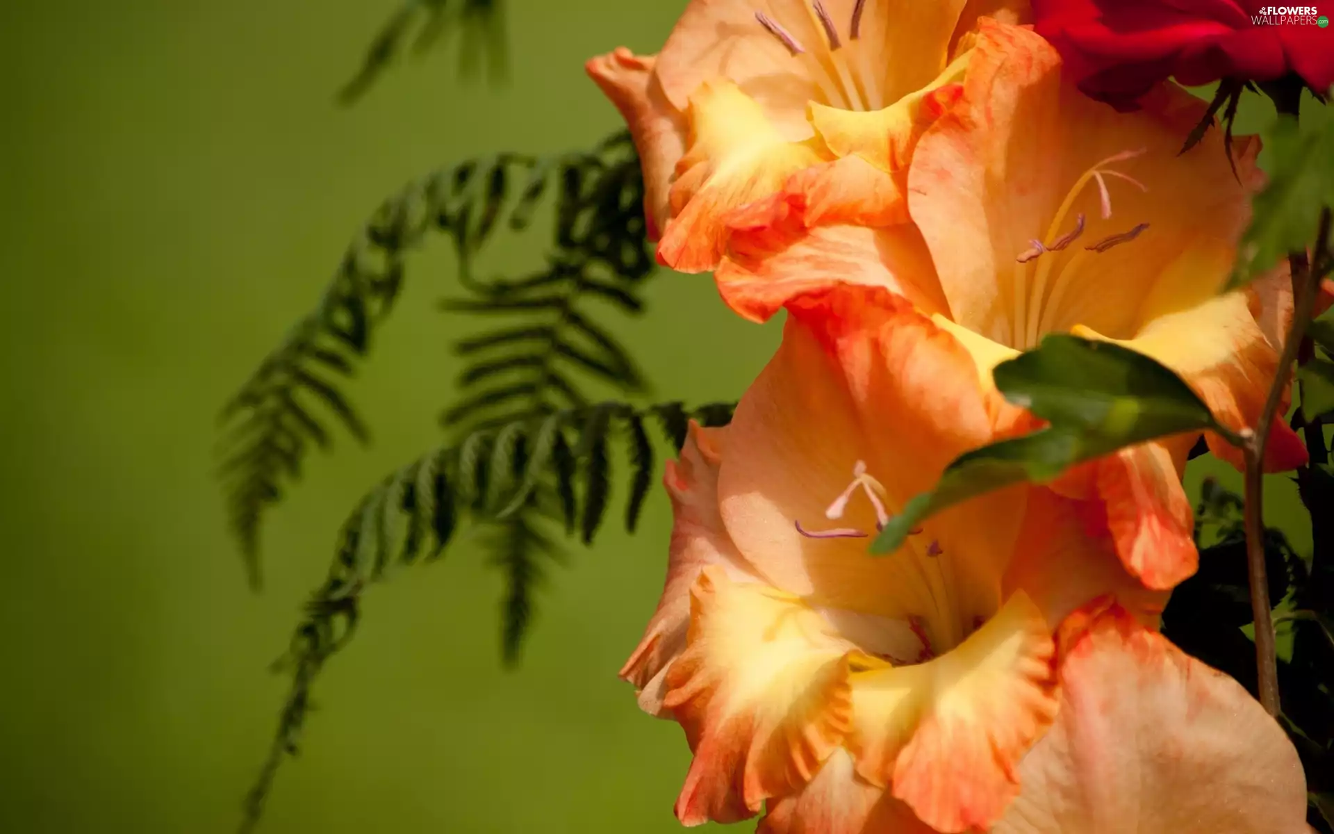 fern, Orange, gladioli