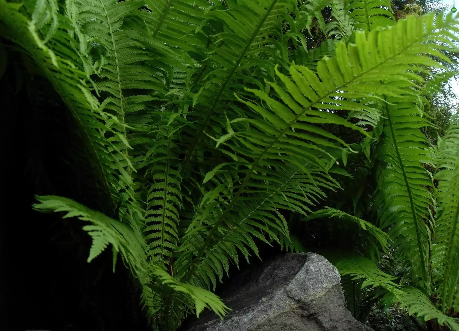 fern, Leaf, green