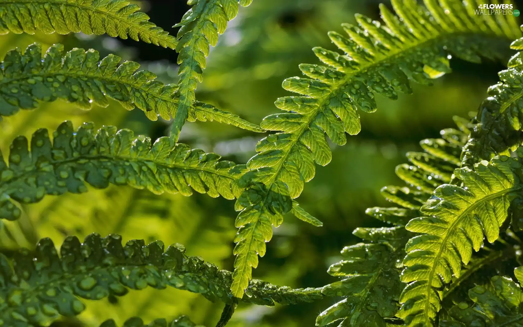 Leaf, fern
