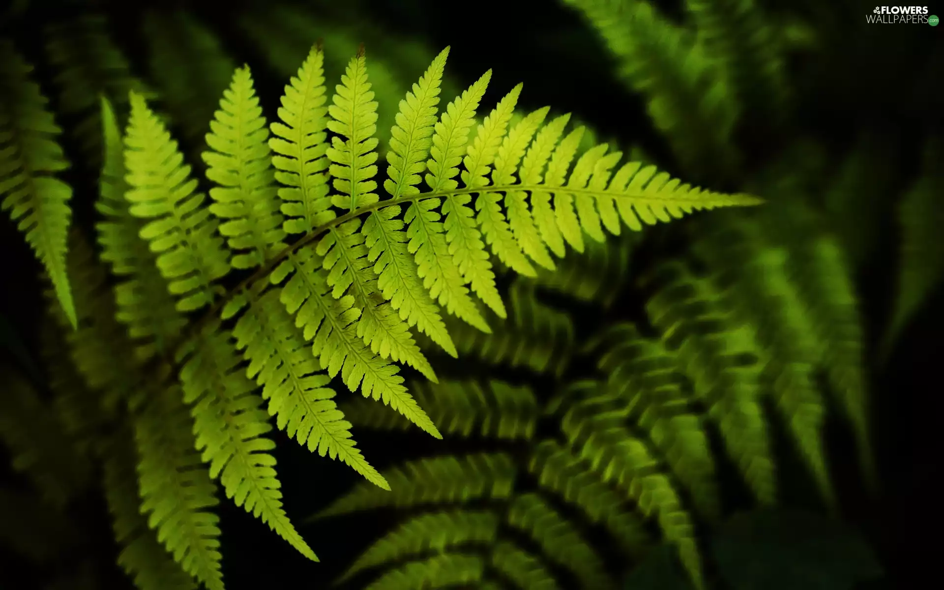 Leaf, fern