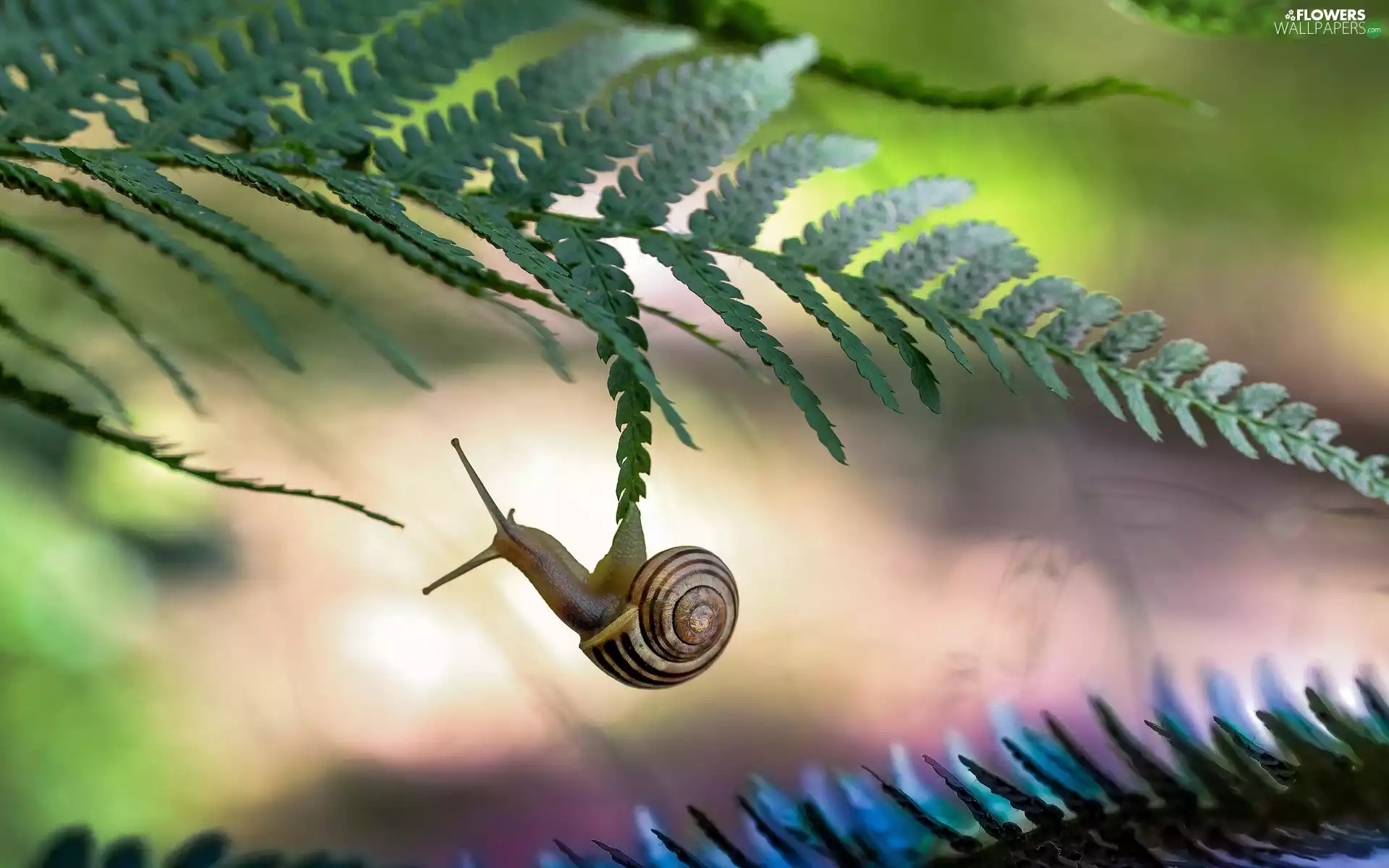 fern, snail, leaf