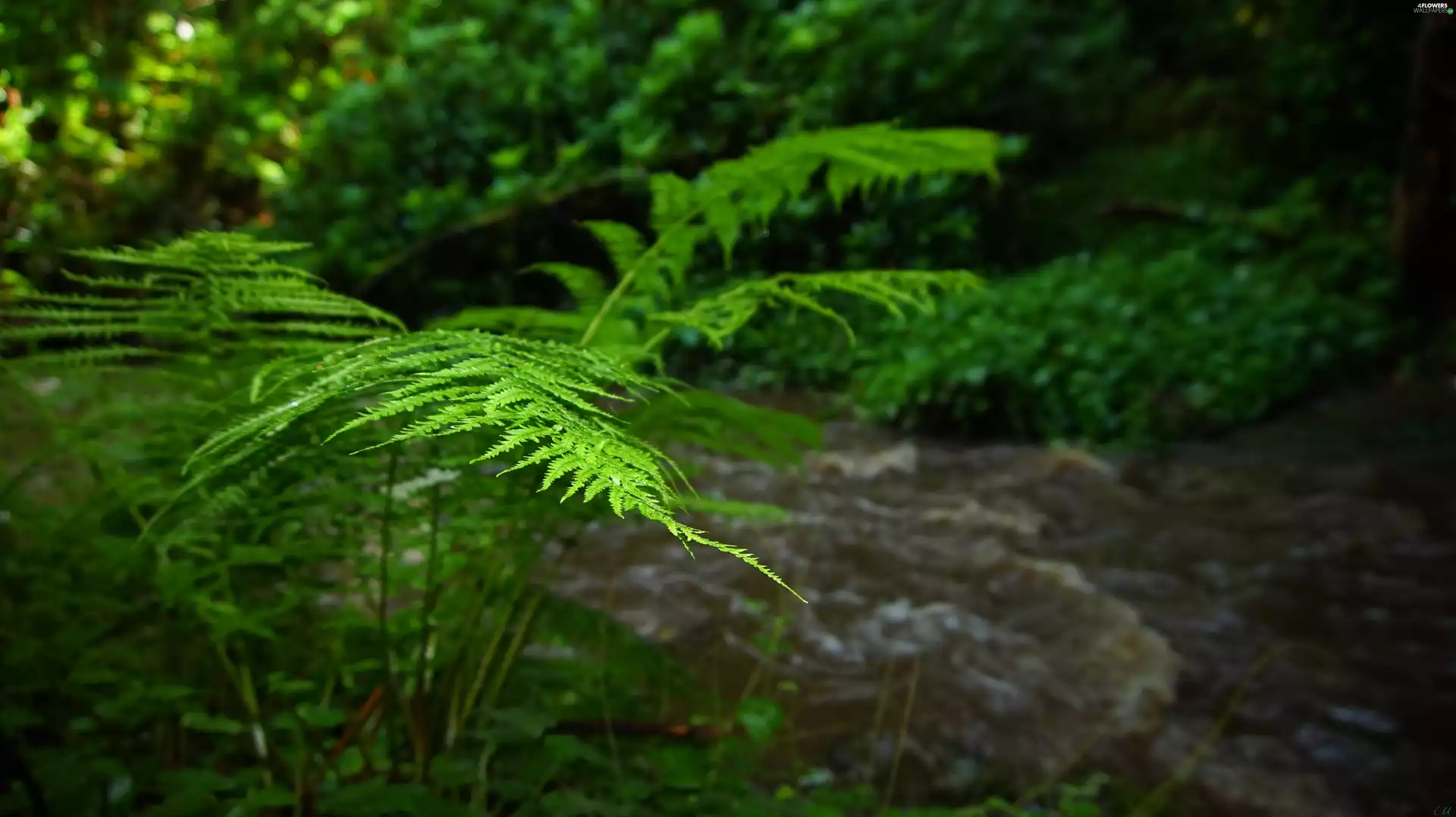 Leaf, green, stream, fern