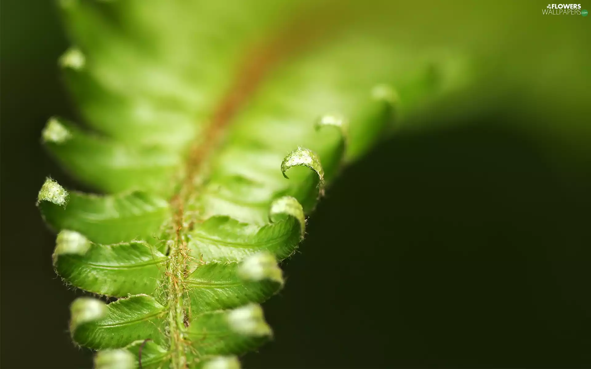 leaf, fern