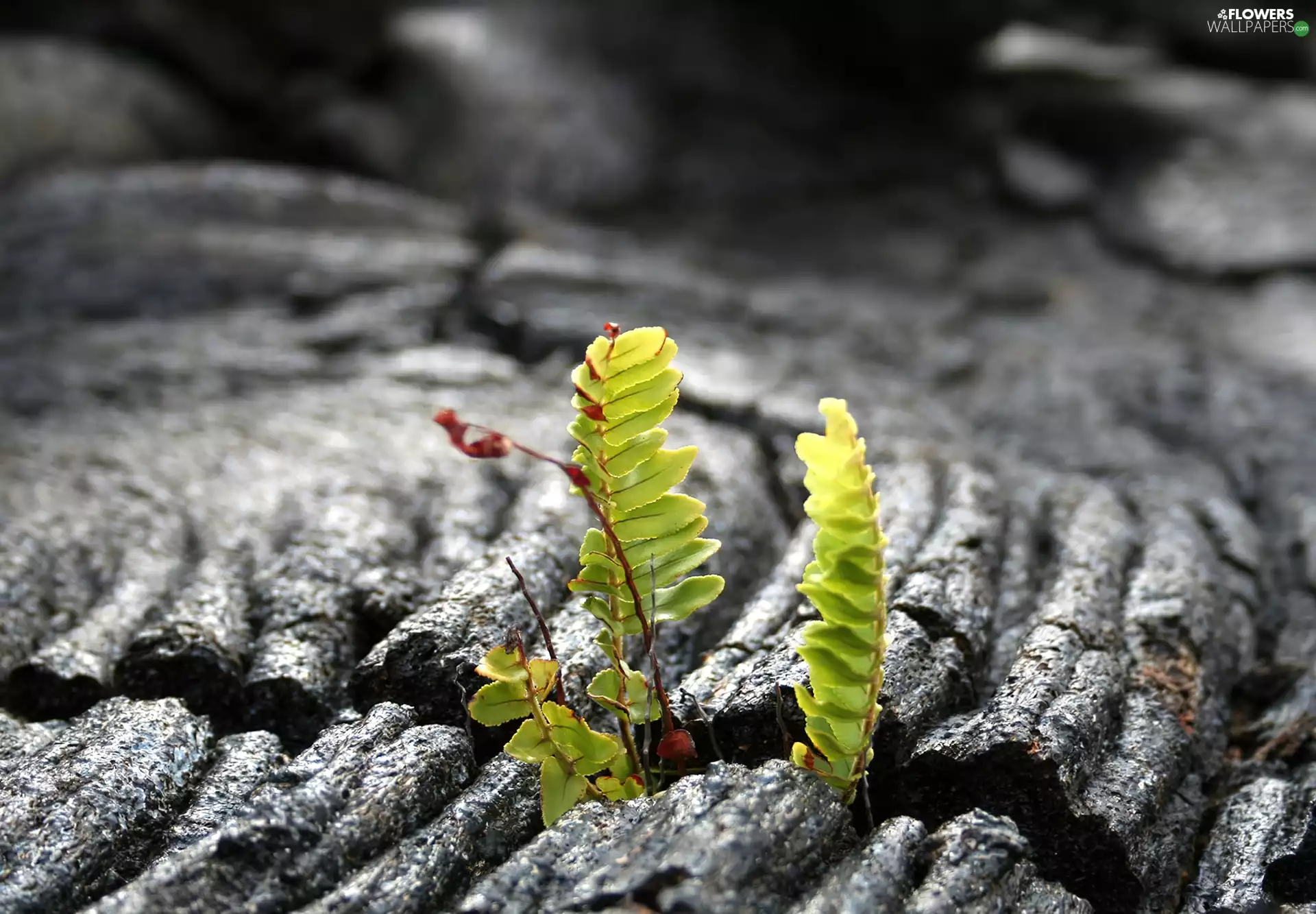 fern, change, leaves