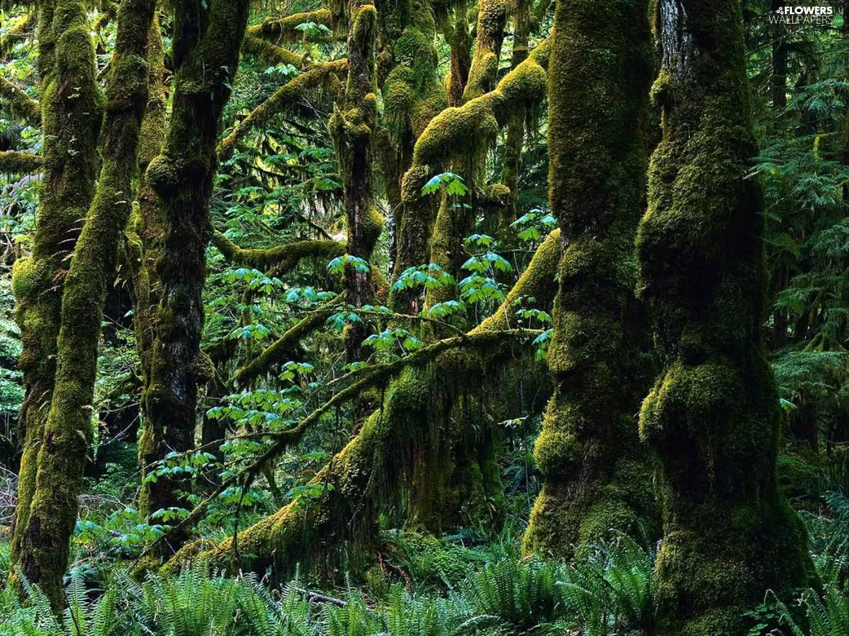 viewes, fern, mossy, trees, jungle