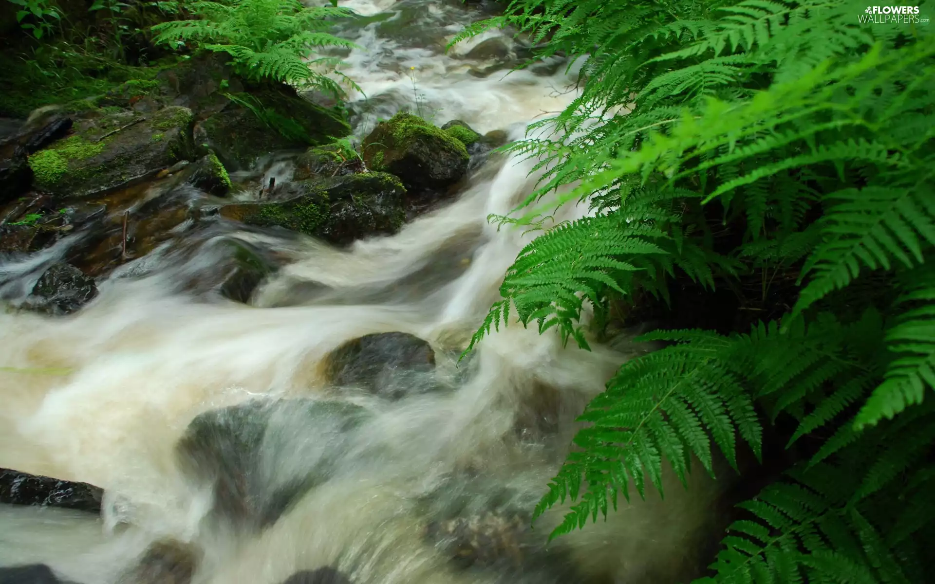 mountainous, Stones, fern, stream