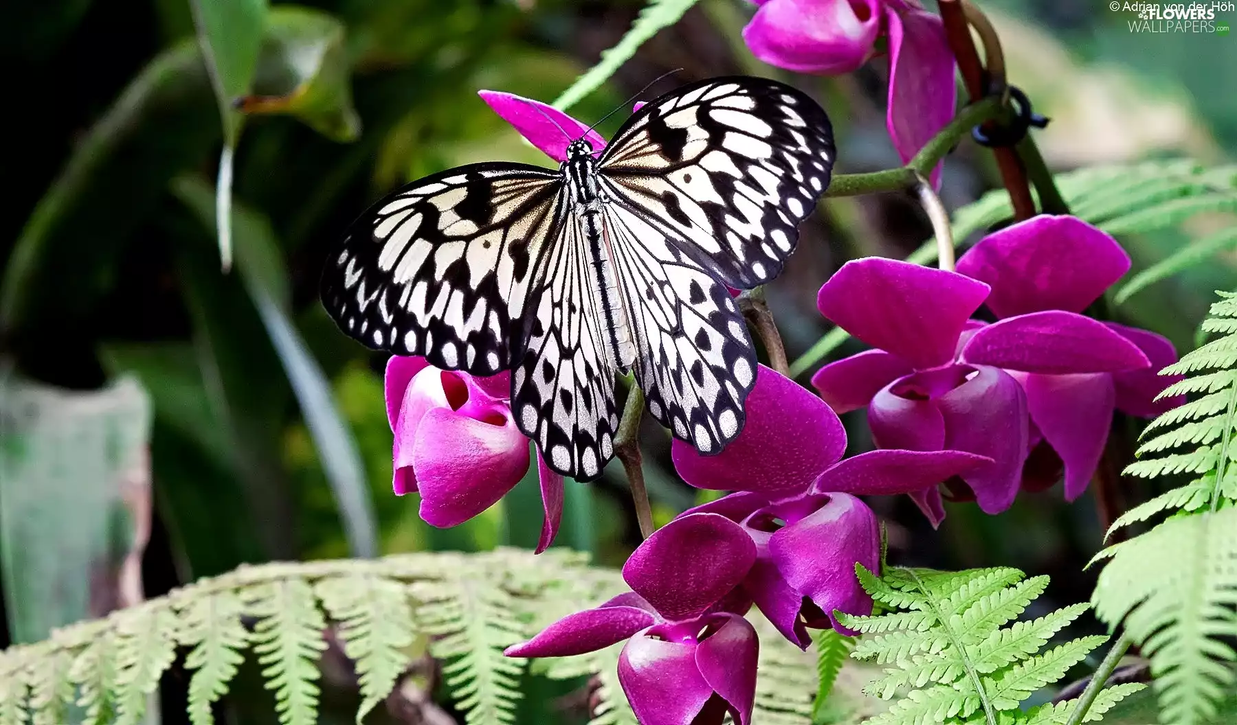 fern, butterfly, orchids