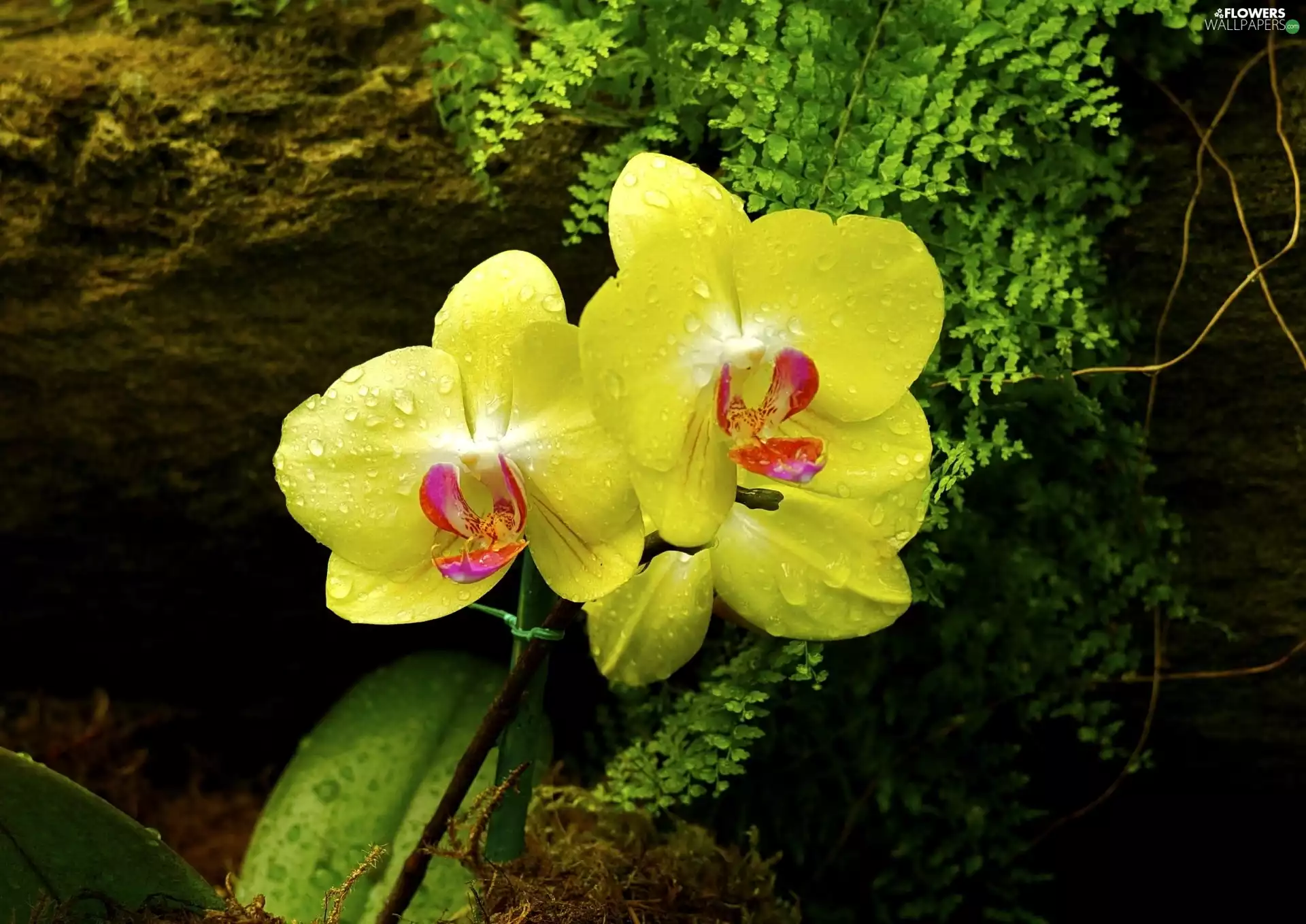 Fern, Yellow, orchids