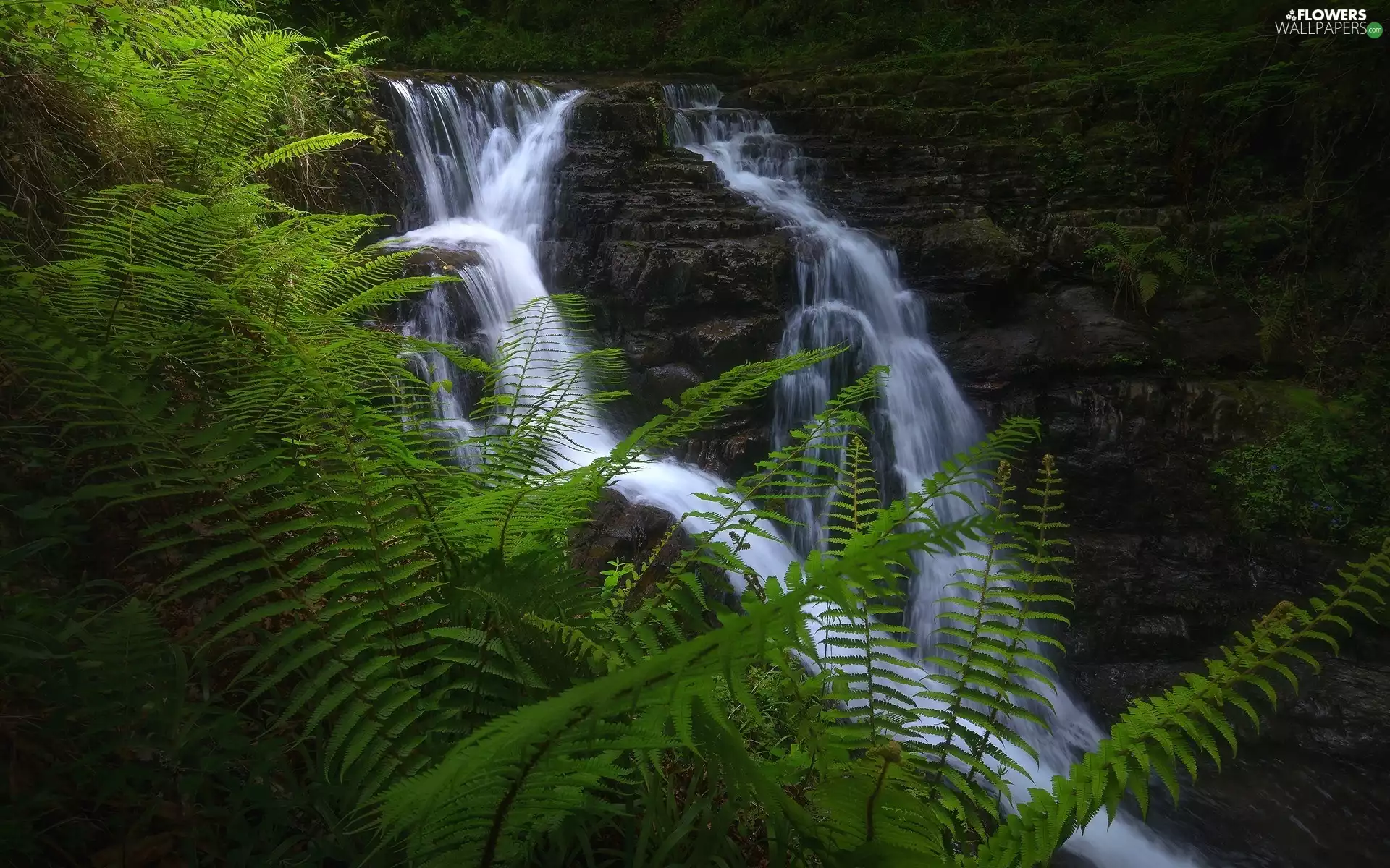 fern, waterfall, rocks