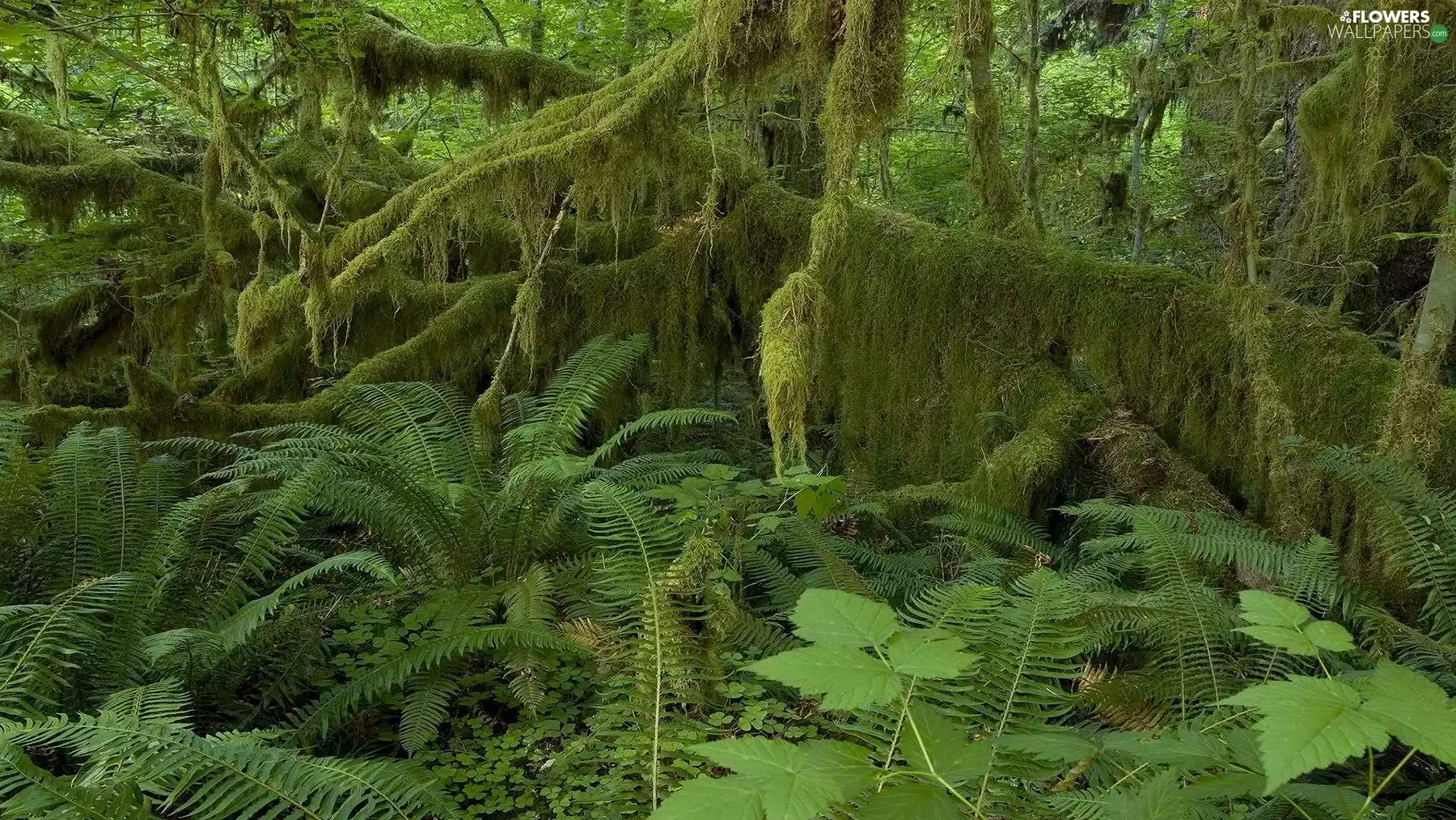 mosses, forest, viewes, fern, trees, scrub