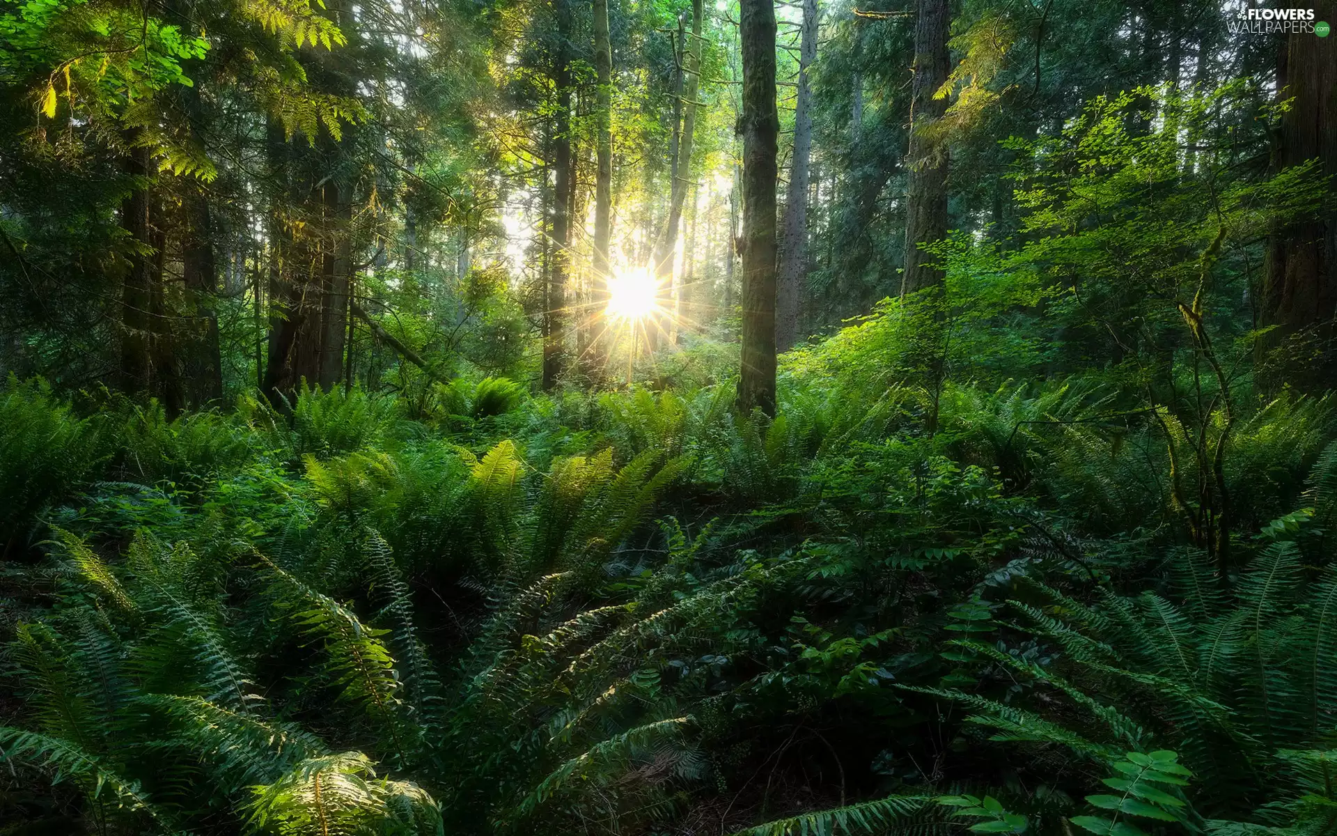 fern, trees, viewes, viewes, forest, trees, rays of the Sun