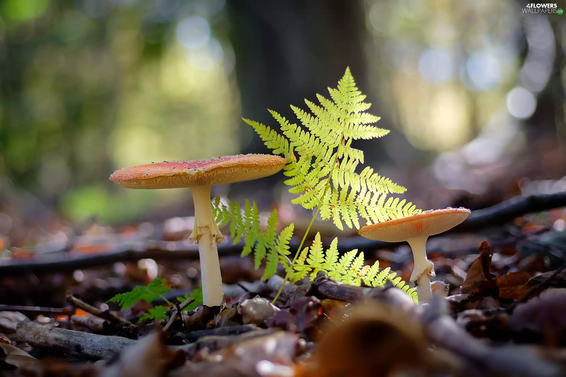 Fern, mushrooms, toadstools