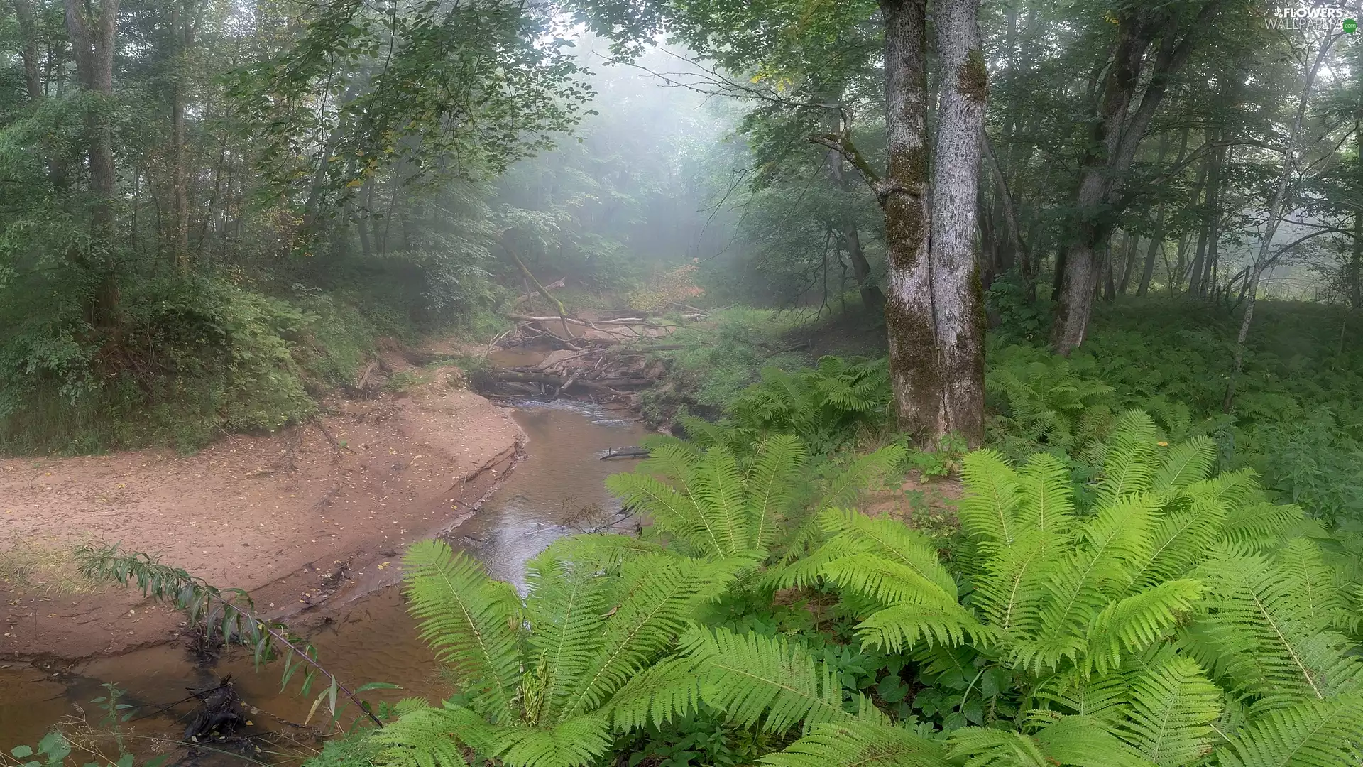 viewes, forest, flux, fern, Fog, trees
