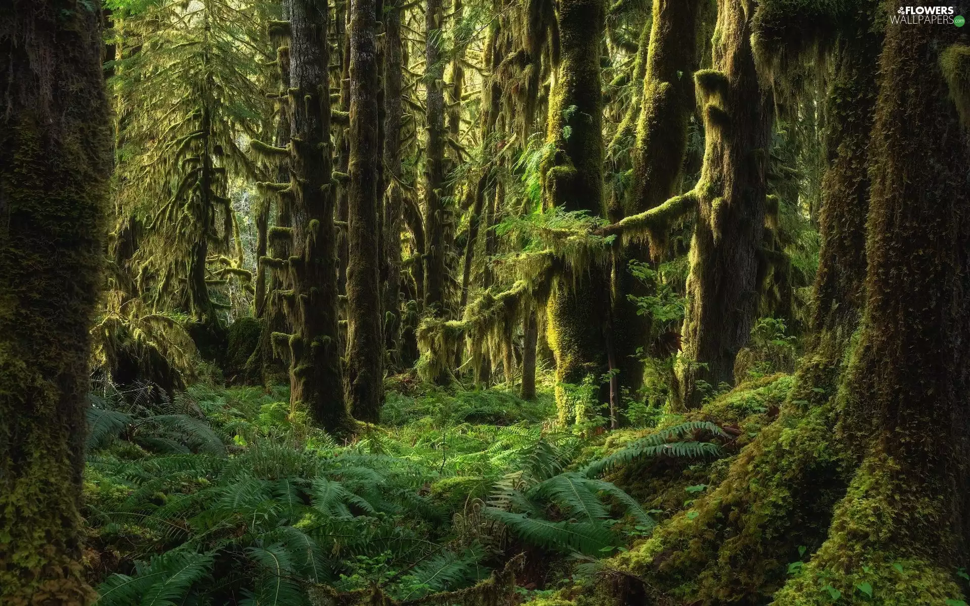 mossy, fern, trees, viewes, forest