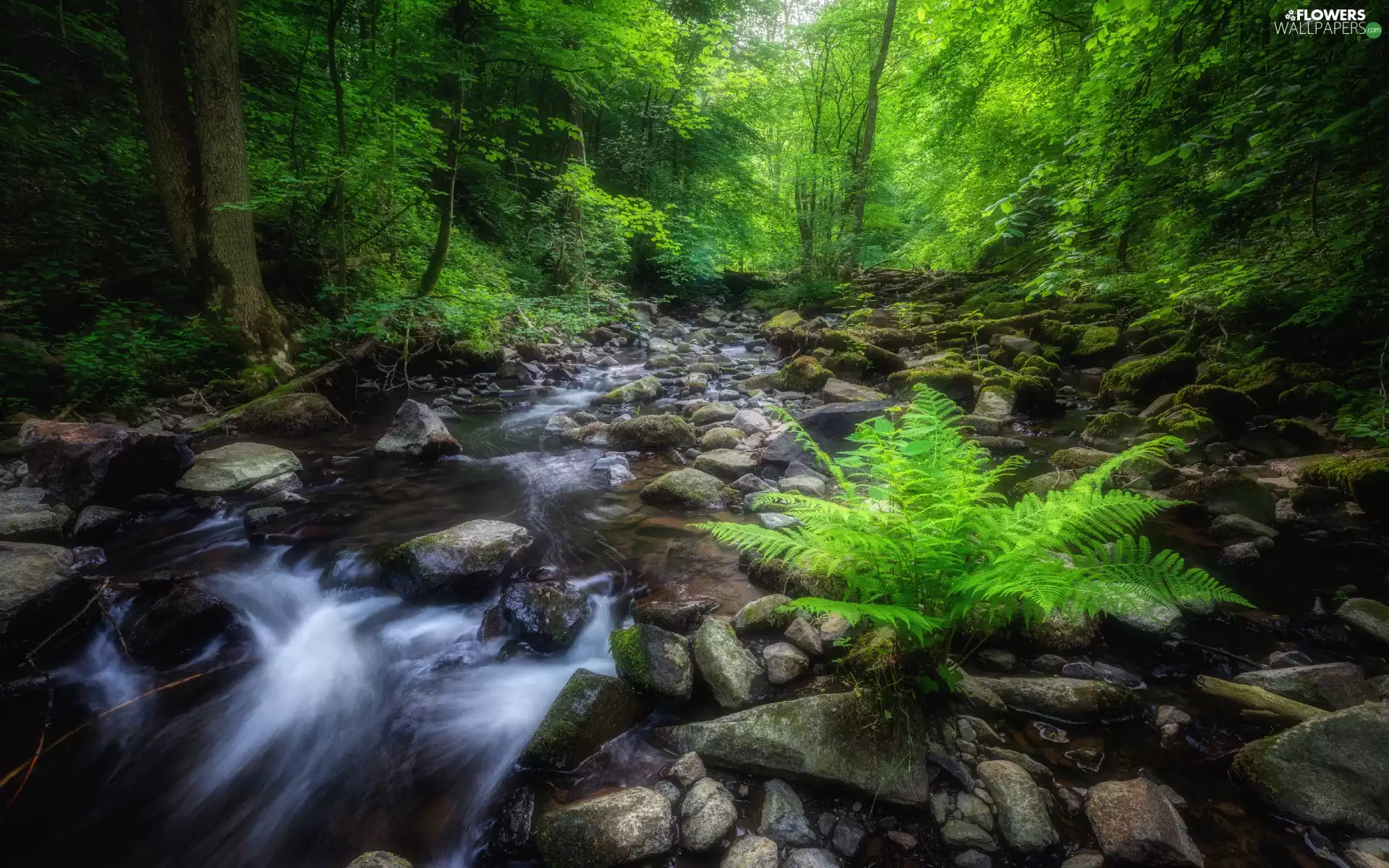 viewes, forest, Stones, Fern, River, trees