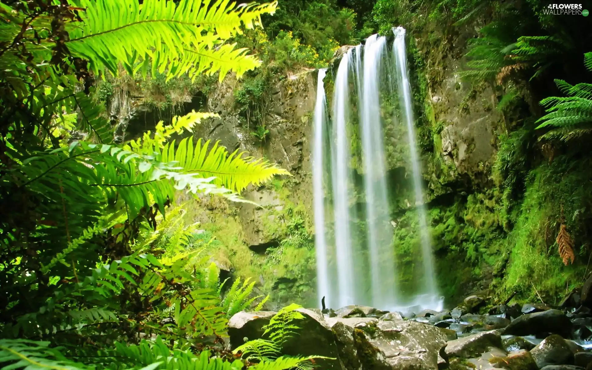 fern, Rocks, waterfall