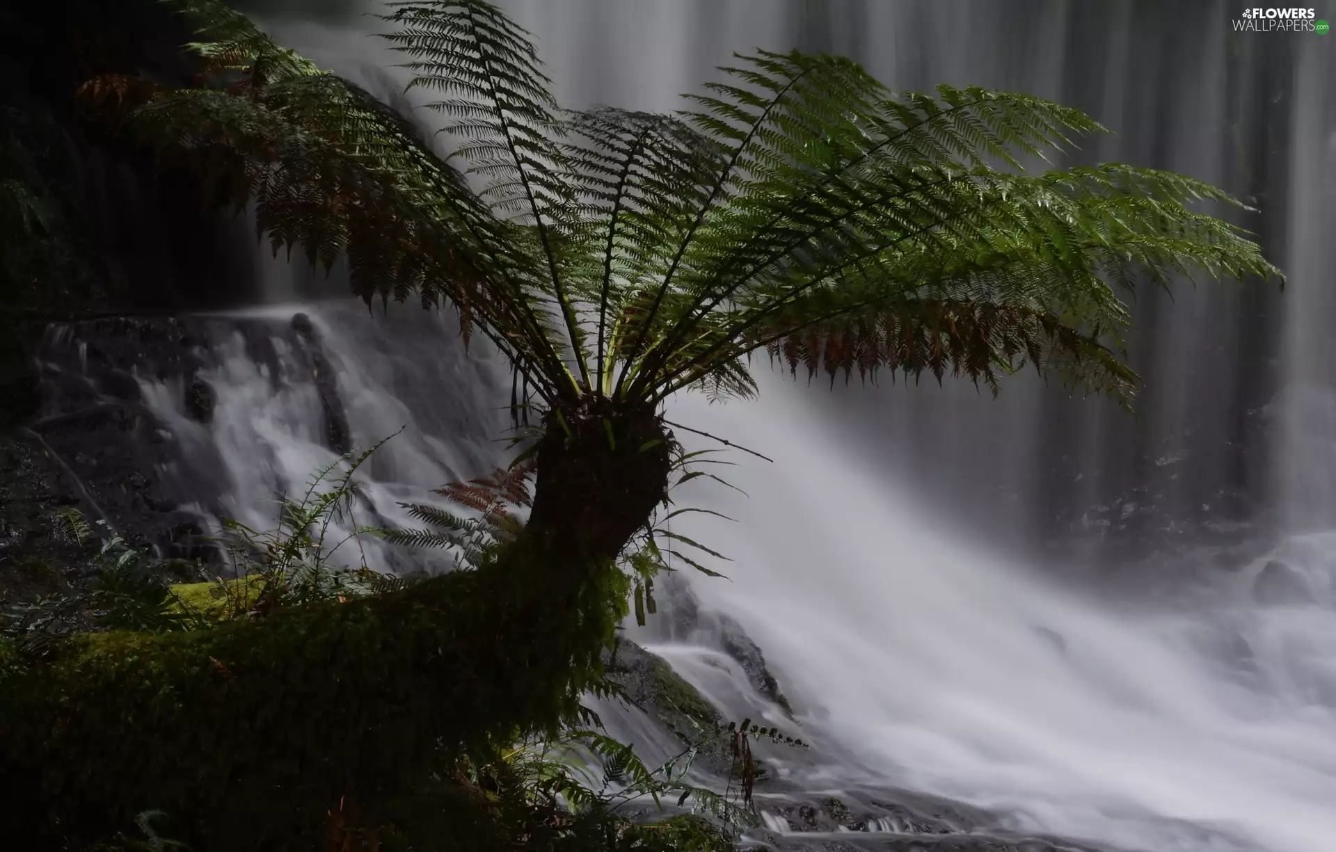 Fern, waterfall