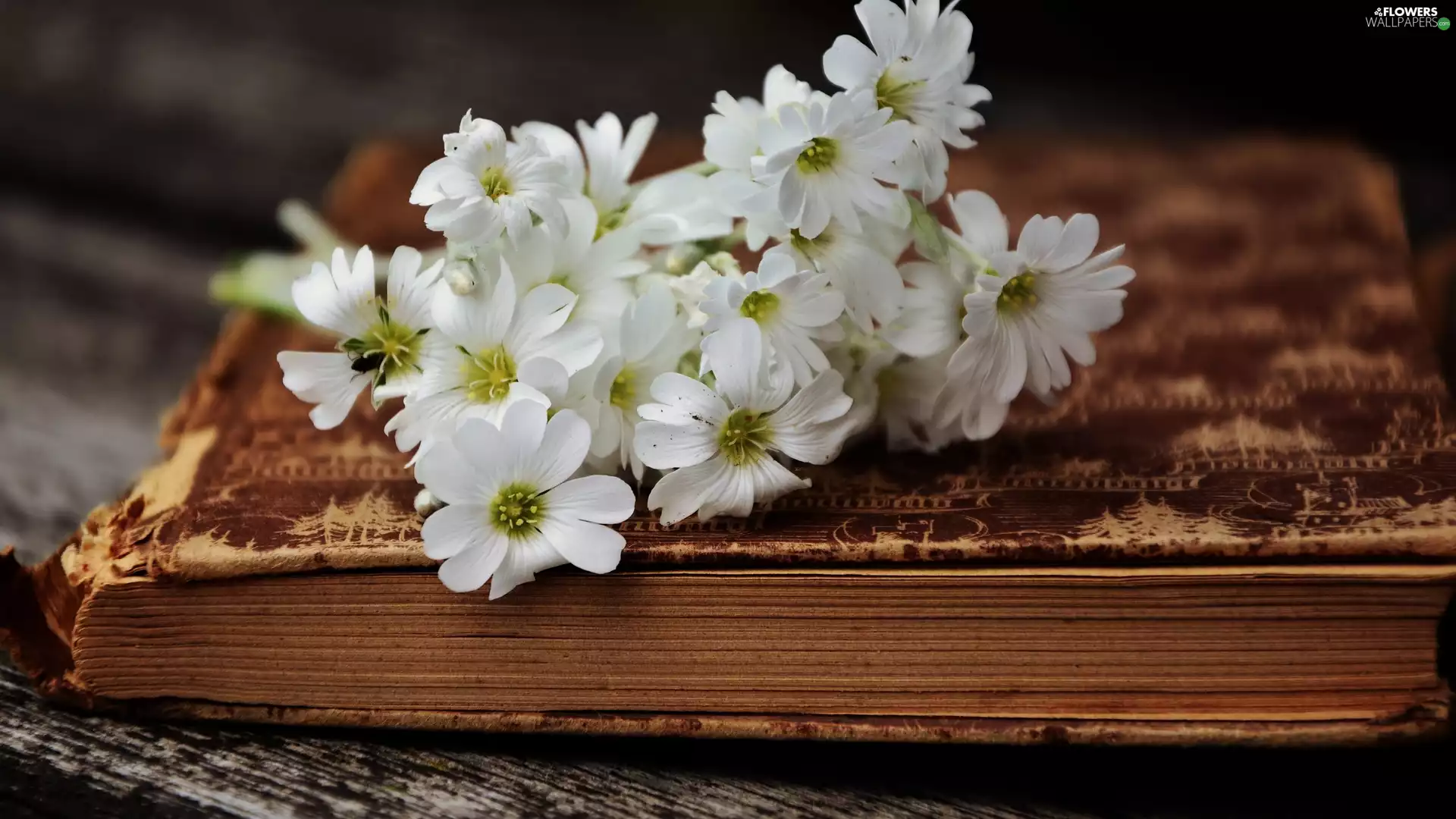 Flowers, Cerastium Access field, Book, White, composition