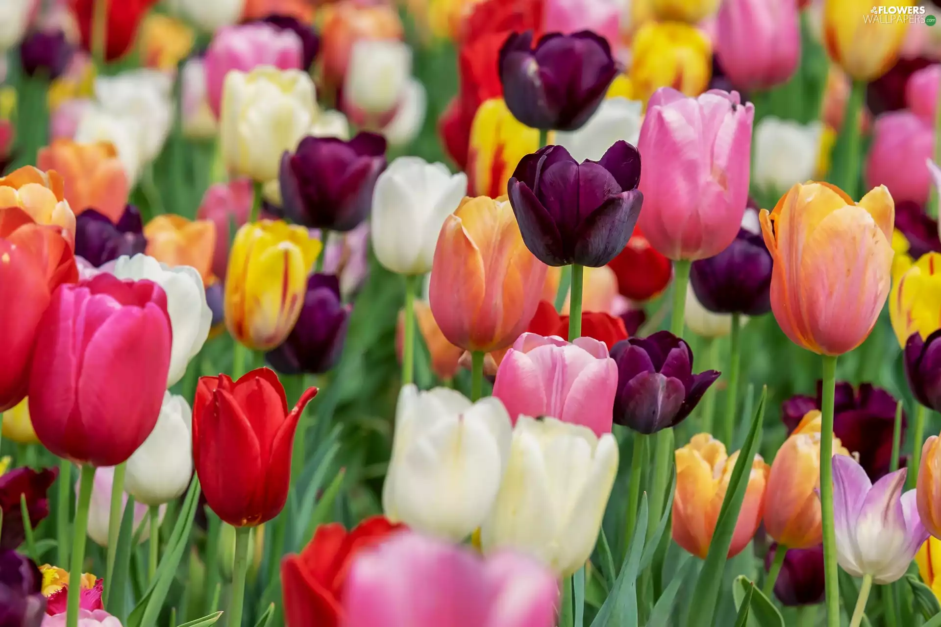 Flowers, Field, blurry background, Tulips