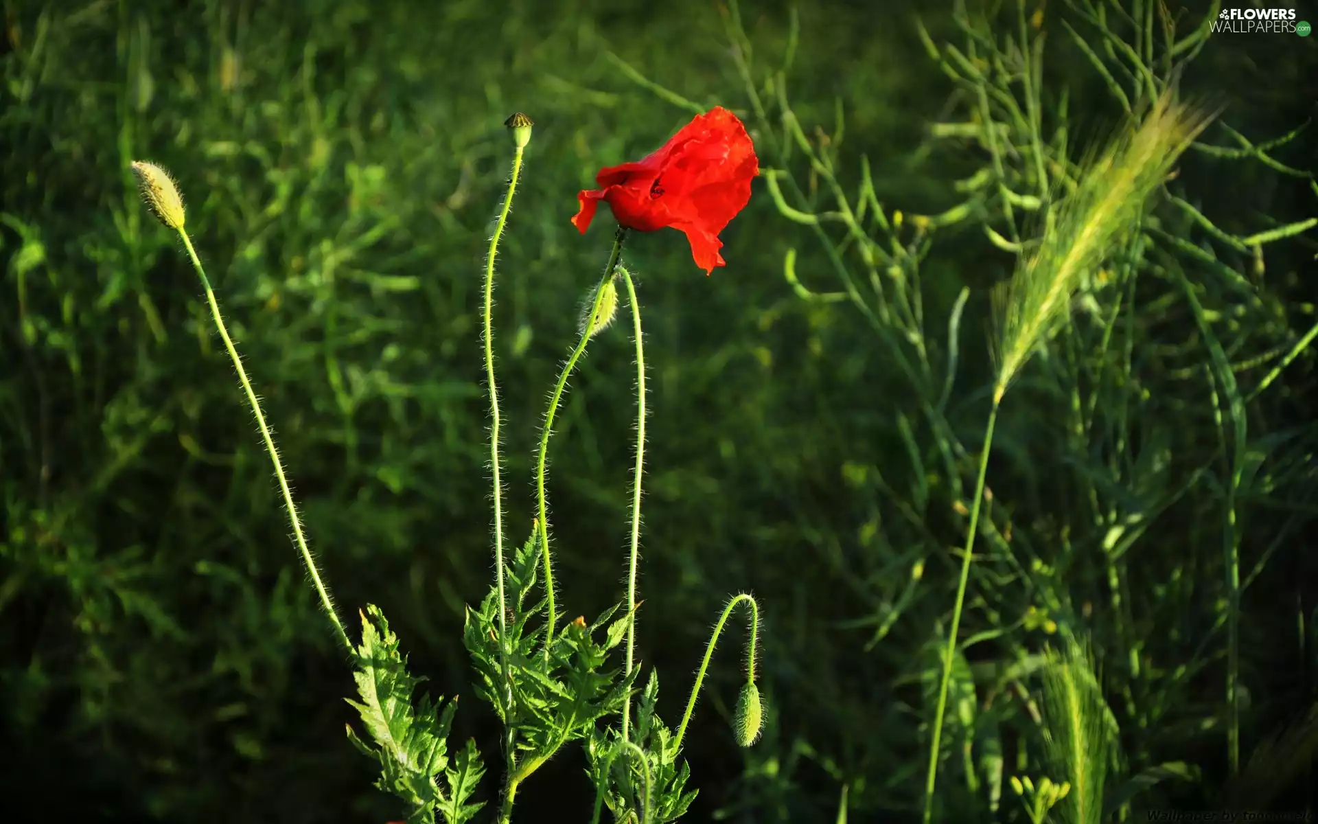 Poppy Field, Capsules, corn, Red