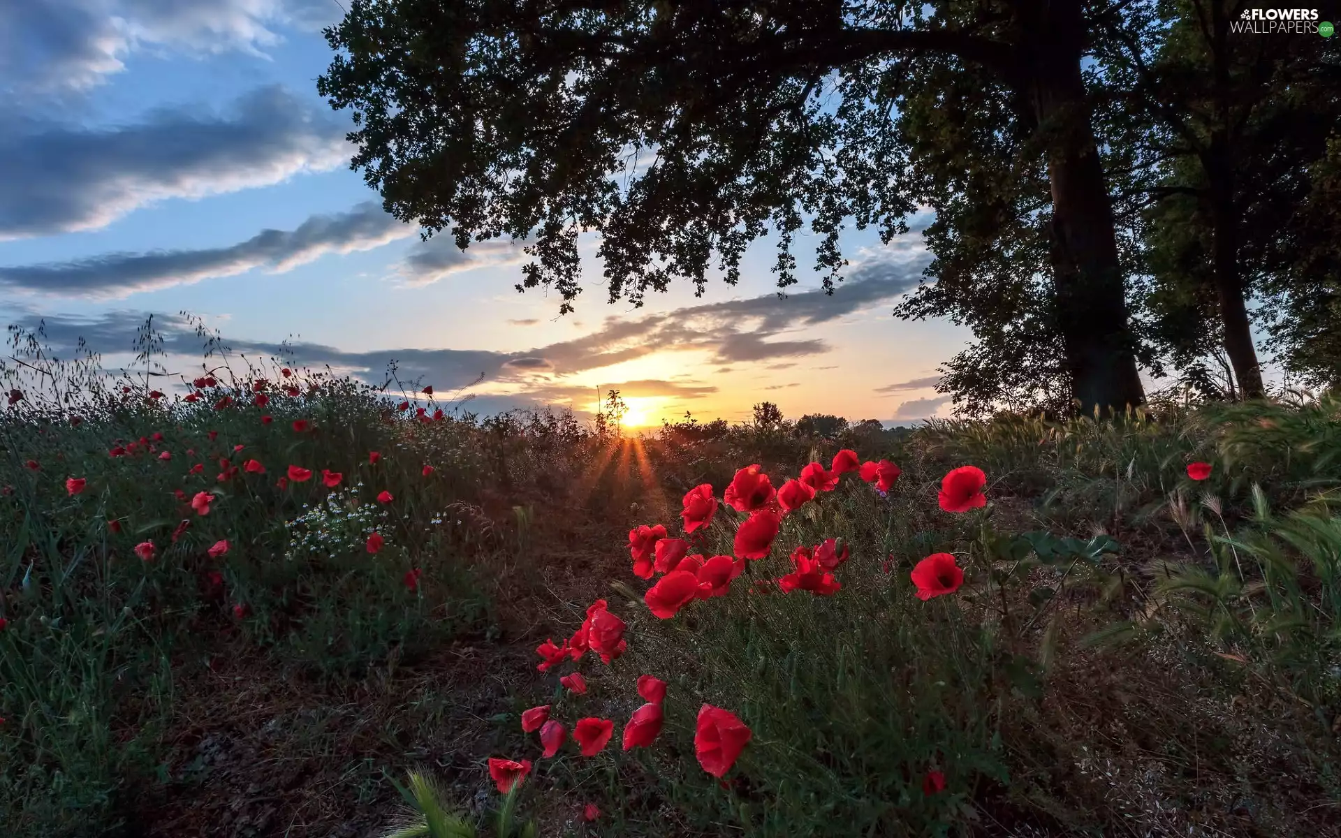 Field, Great Sunsets, Flowers, papavers, trees, viewes, Ears, corn, camomiles