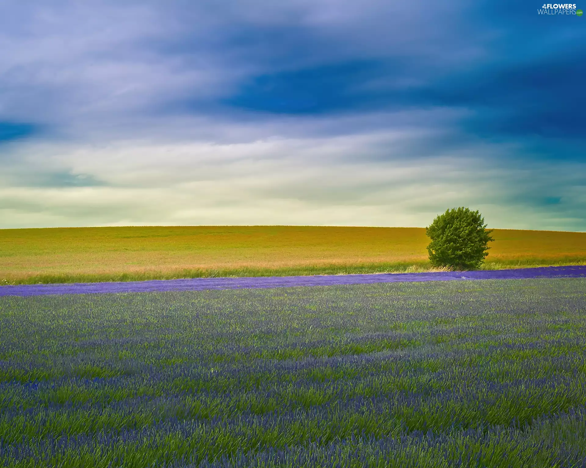 crops, lavender, bush, Field