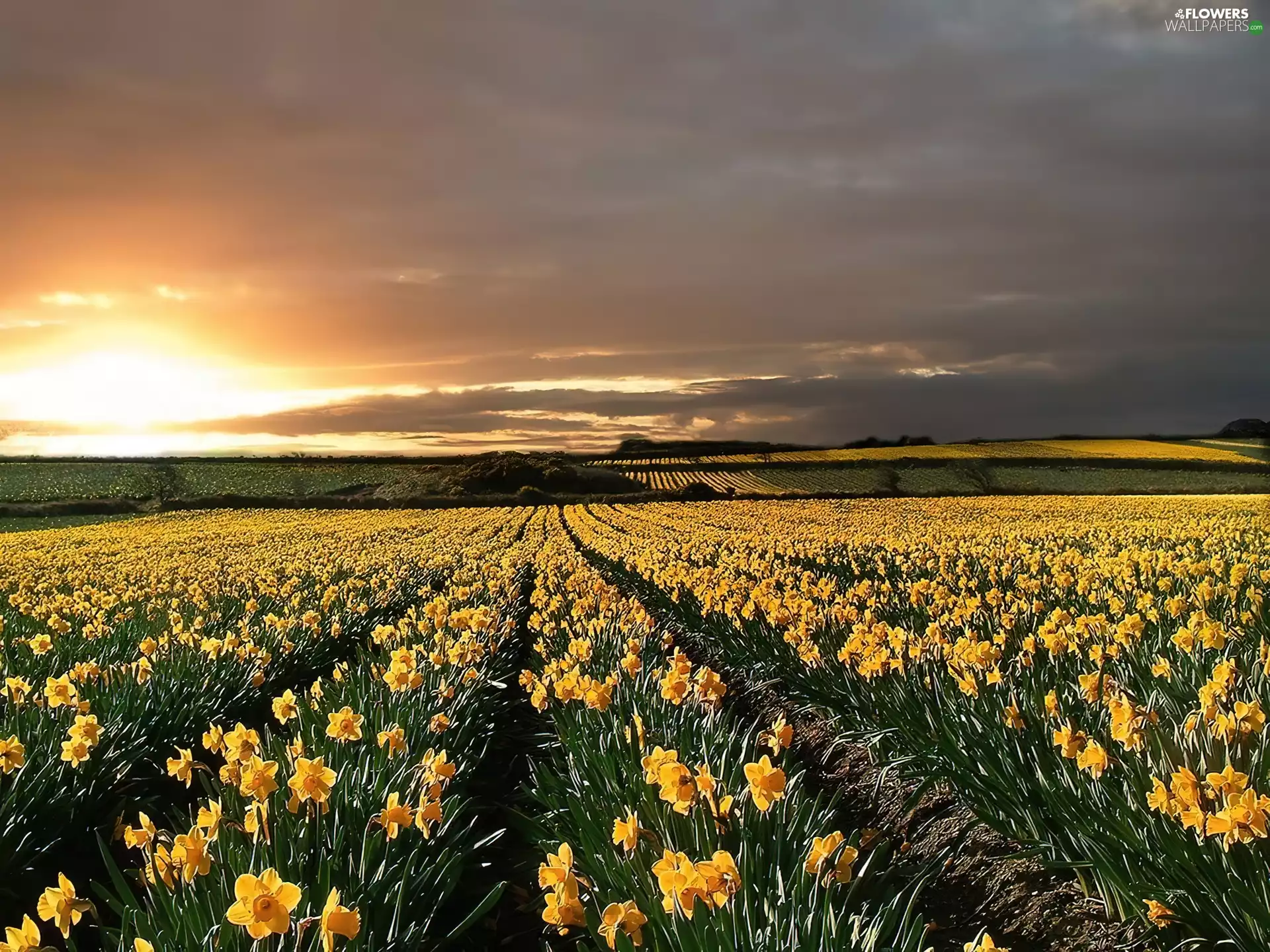 Field, daffodils