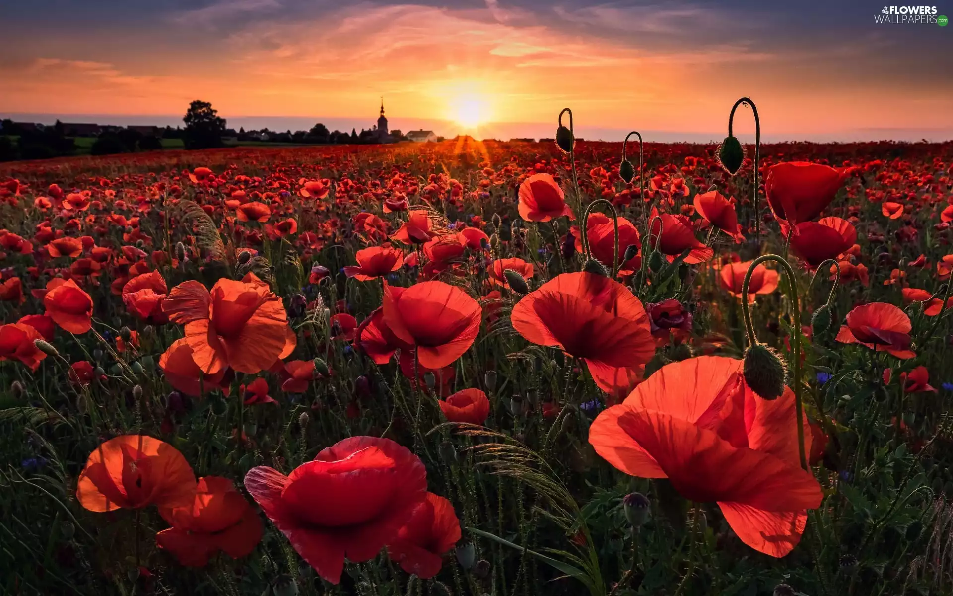 Flowers, Field, Great Sunsets, papavers