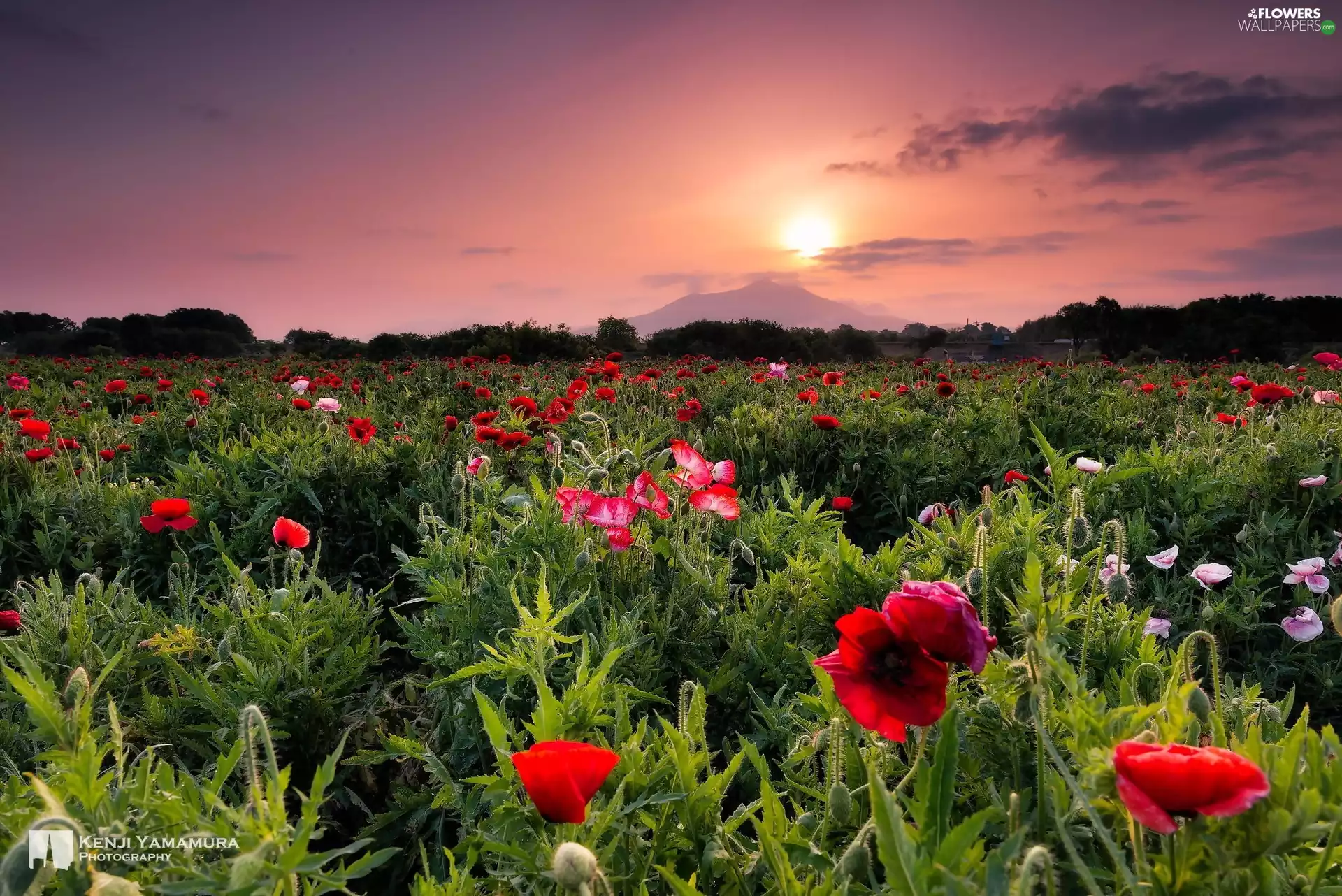 Great Sunsets, papavers, Field