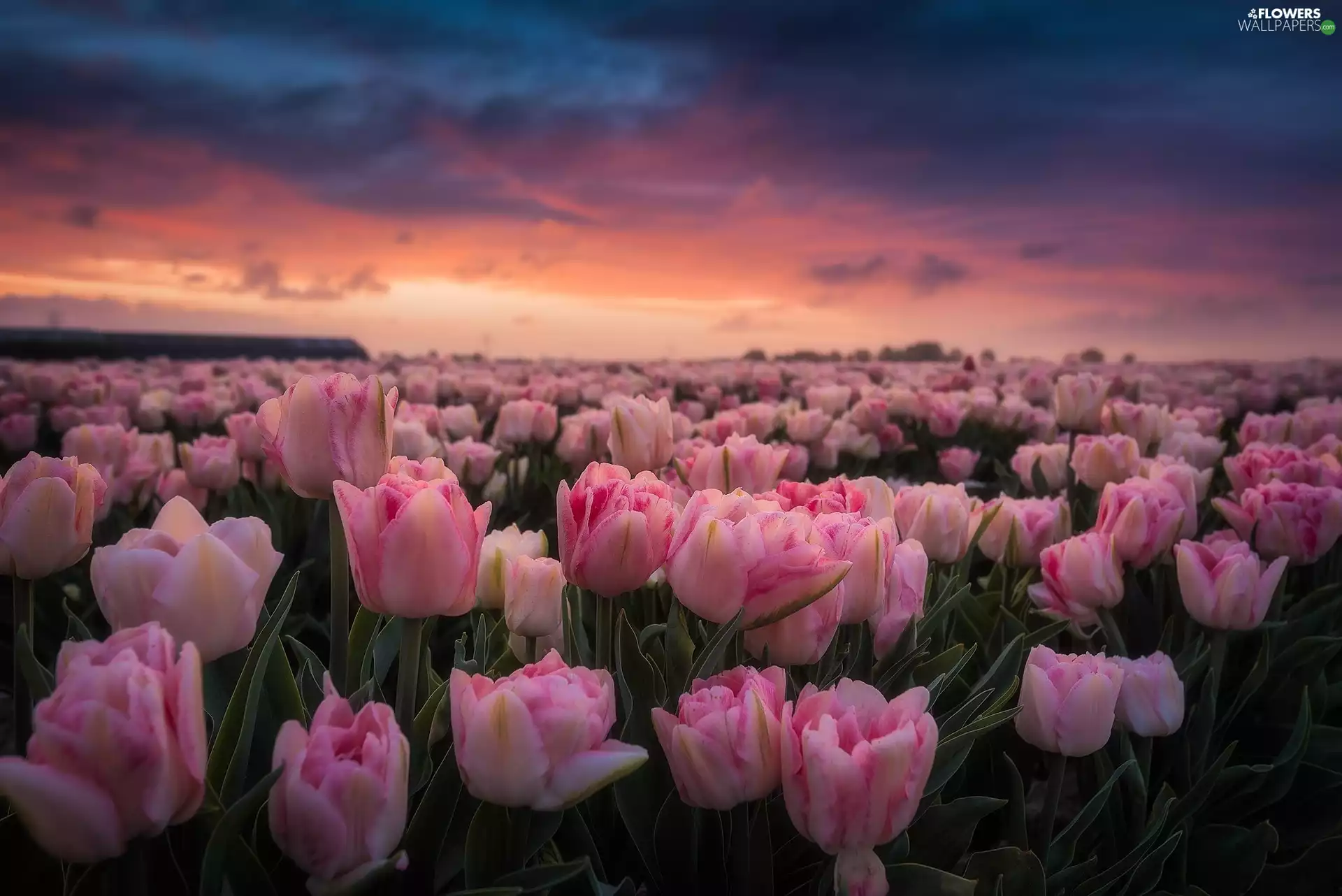 Pink, Field, Great Sunsets, Tulips
