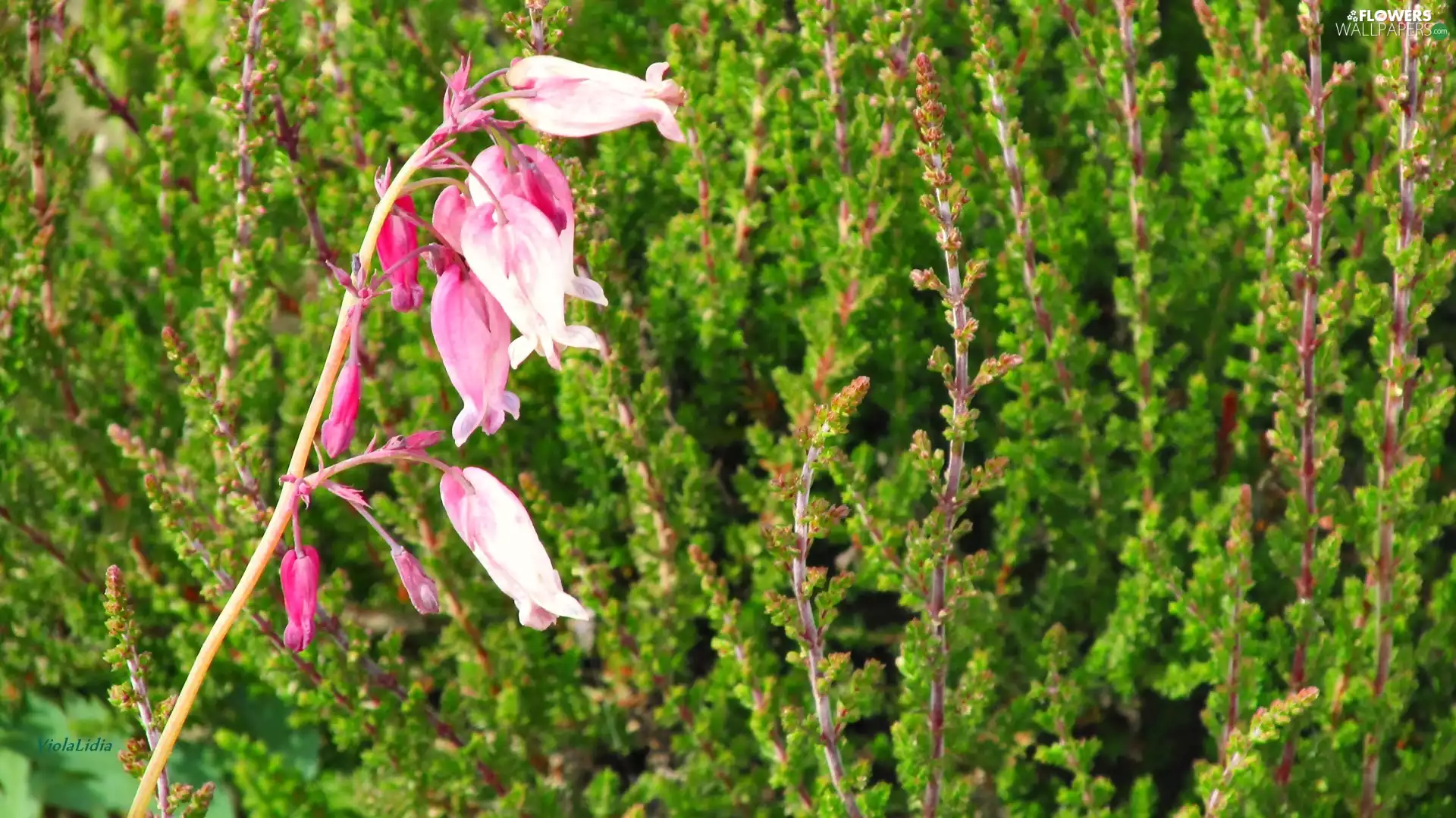 heather, Colourfull Flowers, field