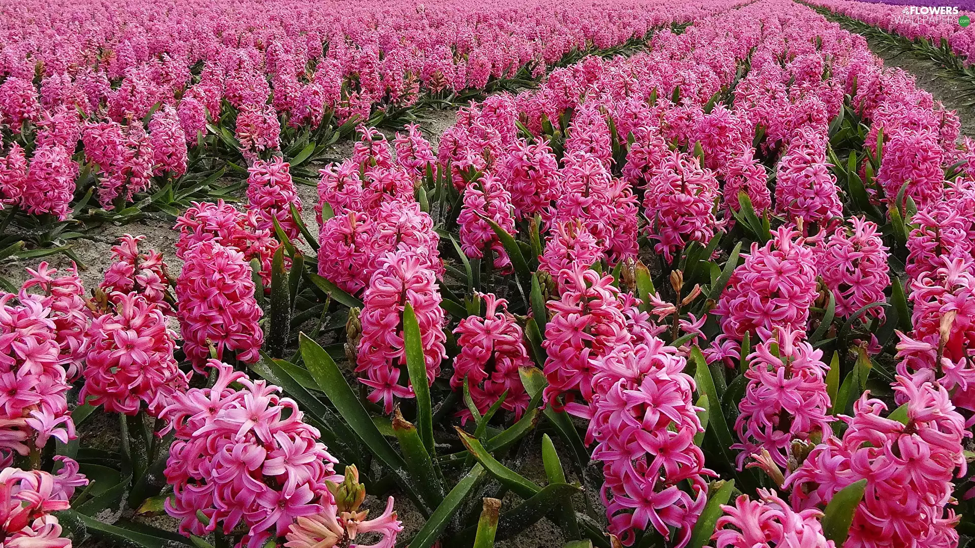 Field, Pink, Hyacinths