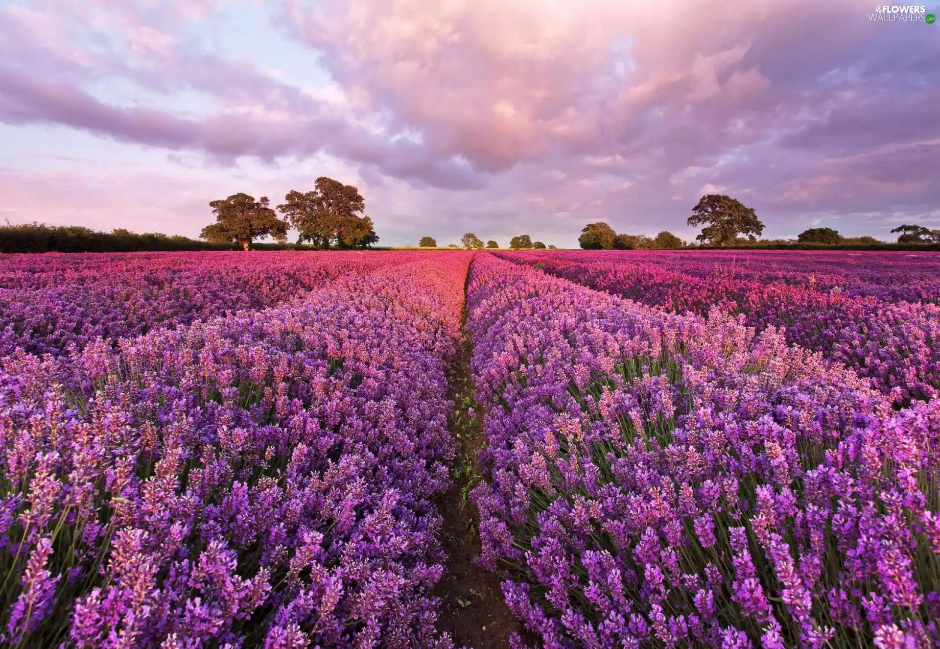 field, lavender
