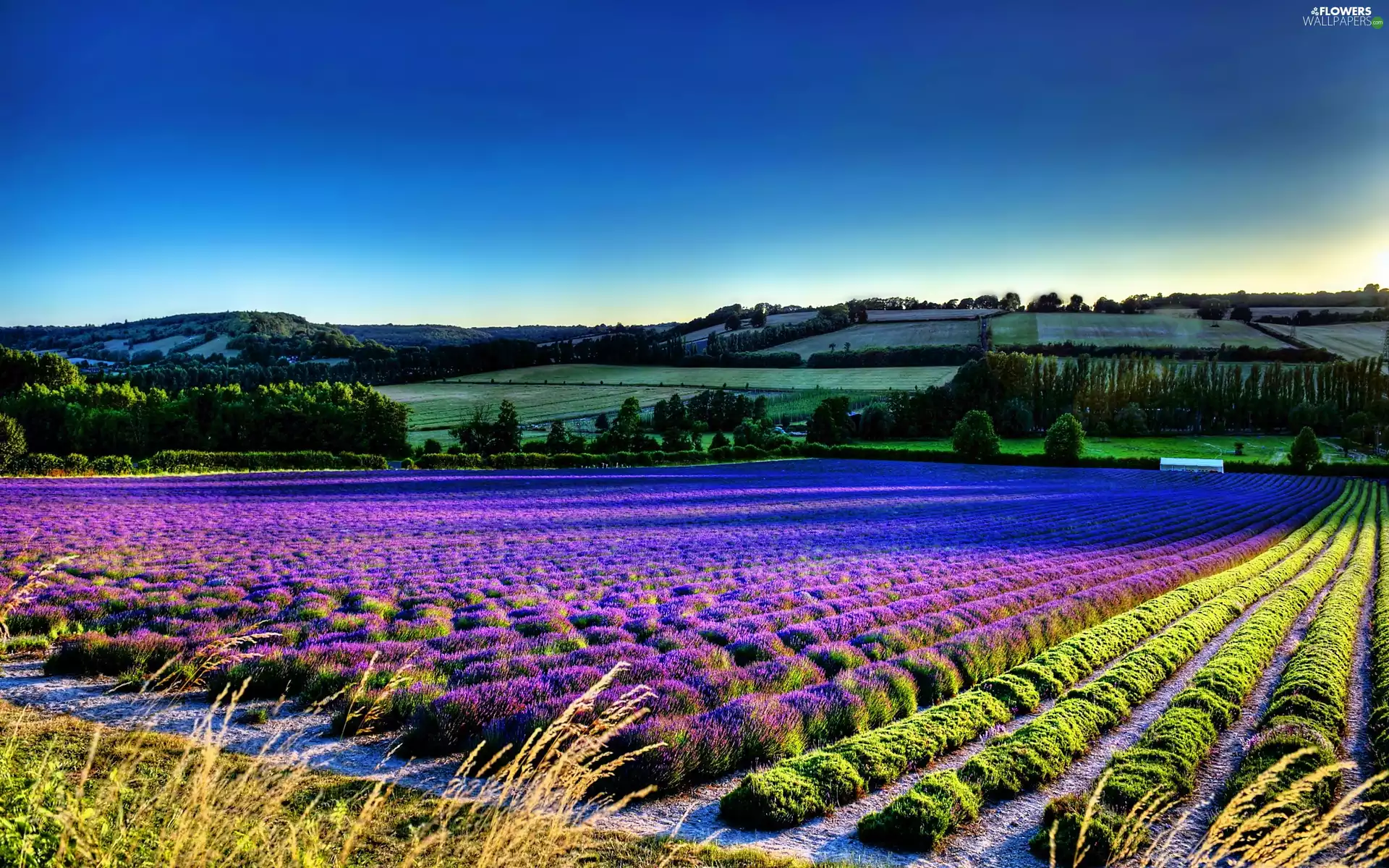 Field, lavender