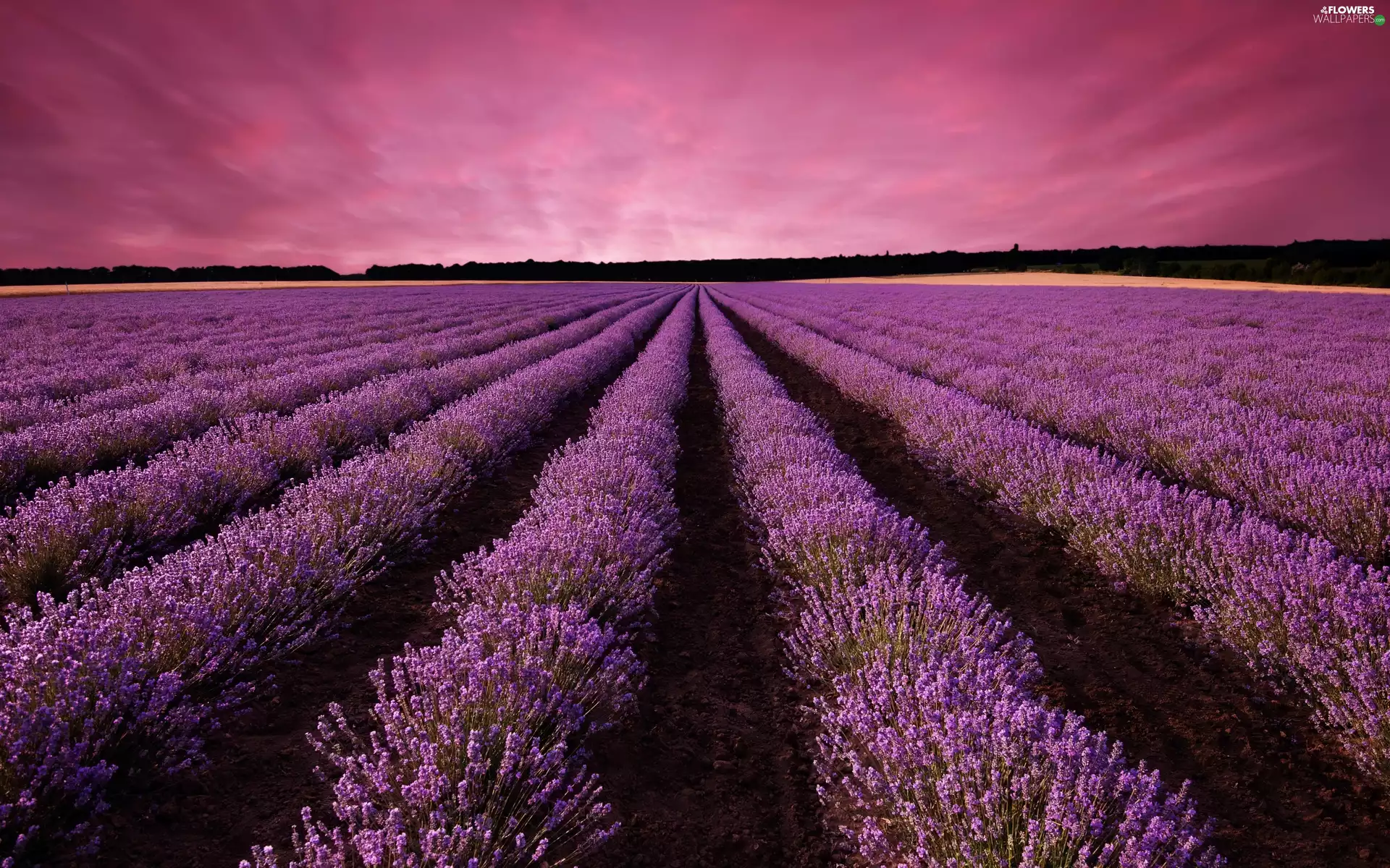 Field, lavender