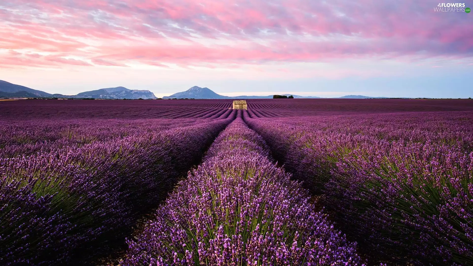 lavender, Mountains, clouds, Field