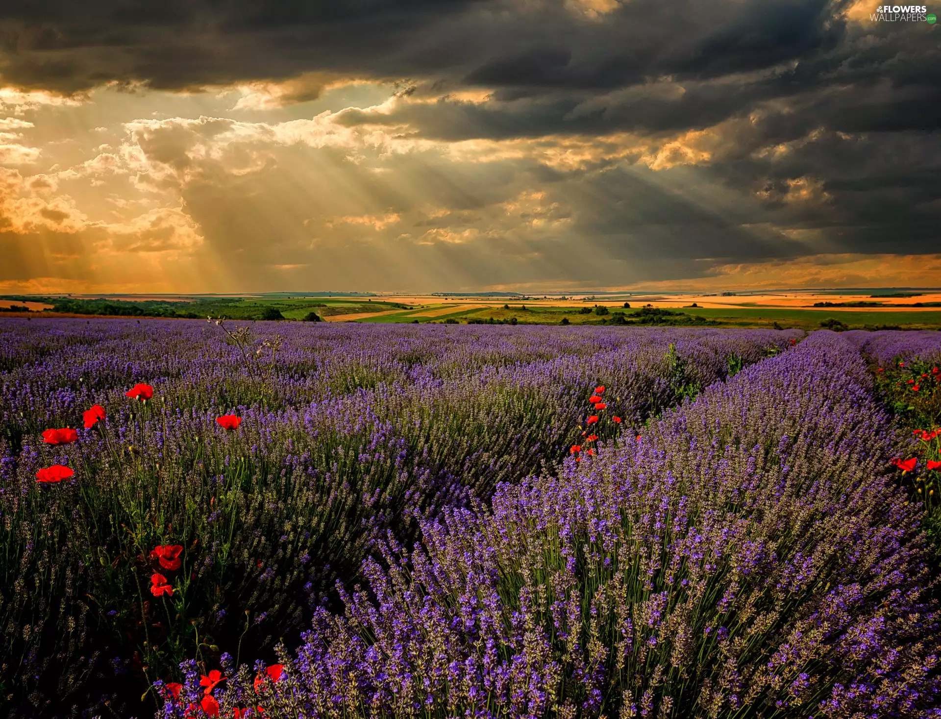 lavender, papavers, clouds, Field