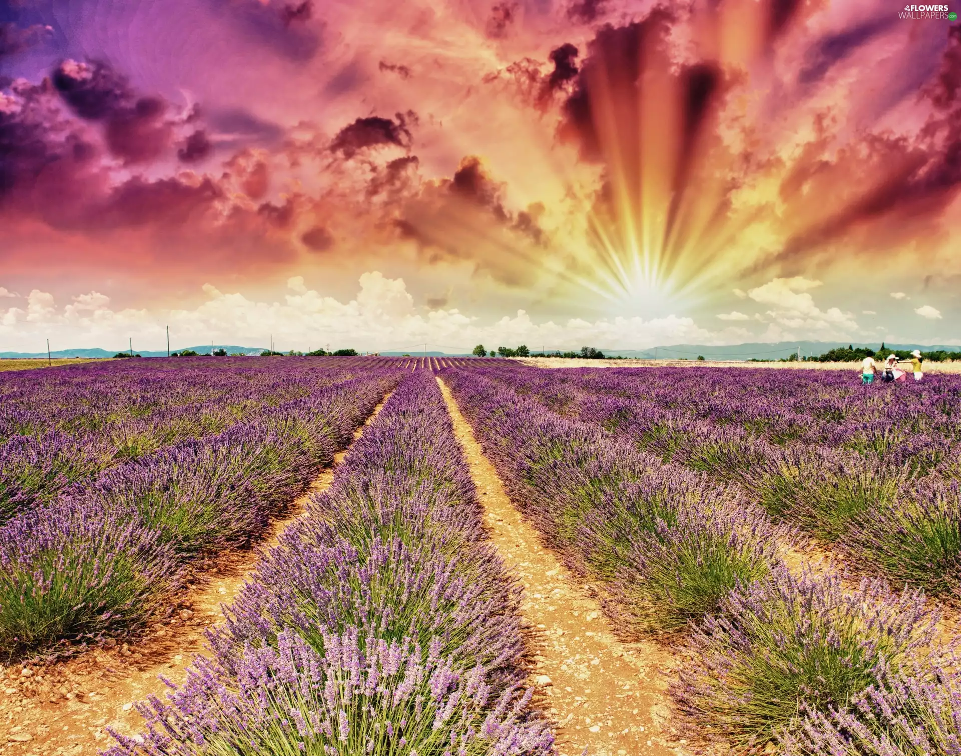 Field, clouds, lavender