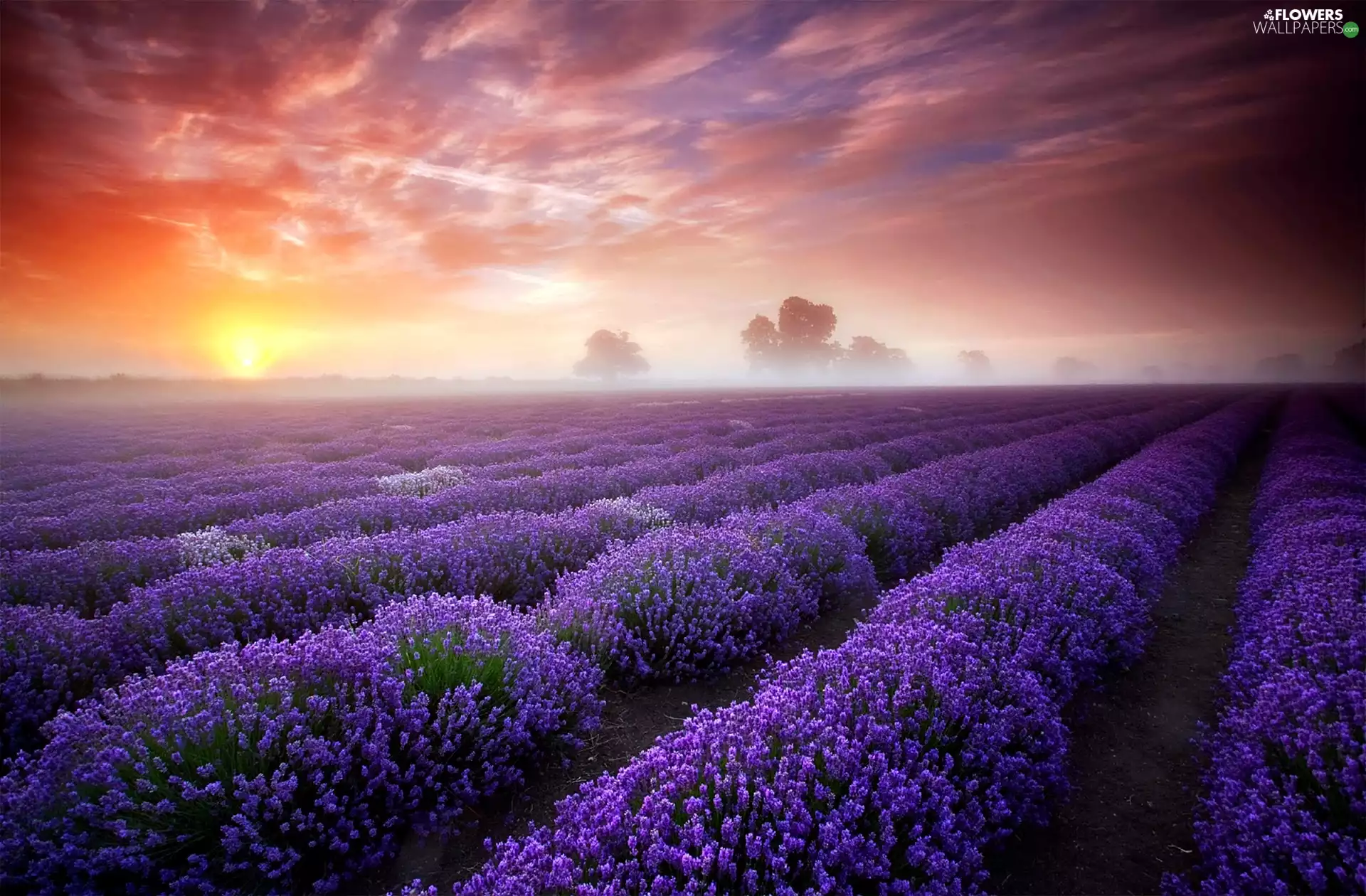 lavender, Fog, dawn, Field