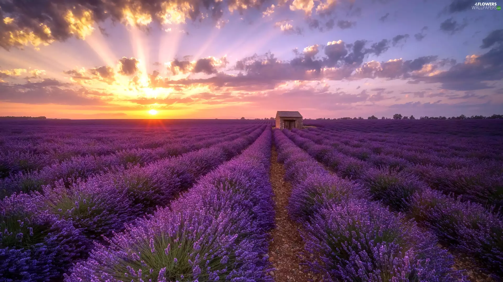 clouds, Great Sunsets, Field, house, lavender