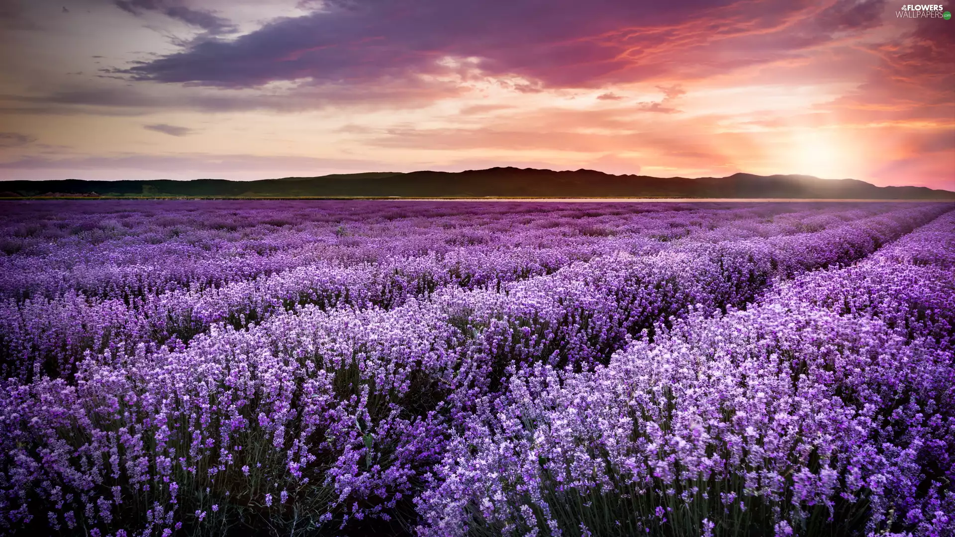 lavender, Great Sunsets, Field
