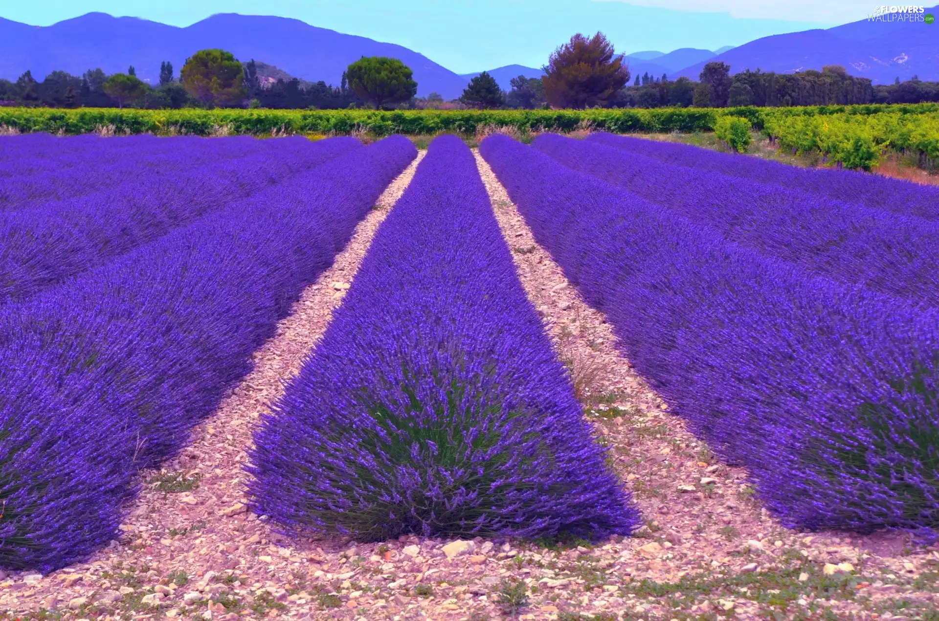 lavender, trees, viewes, Field